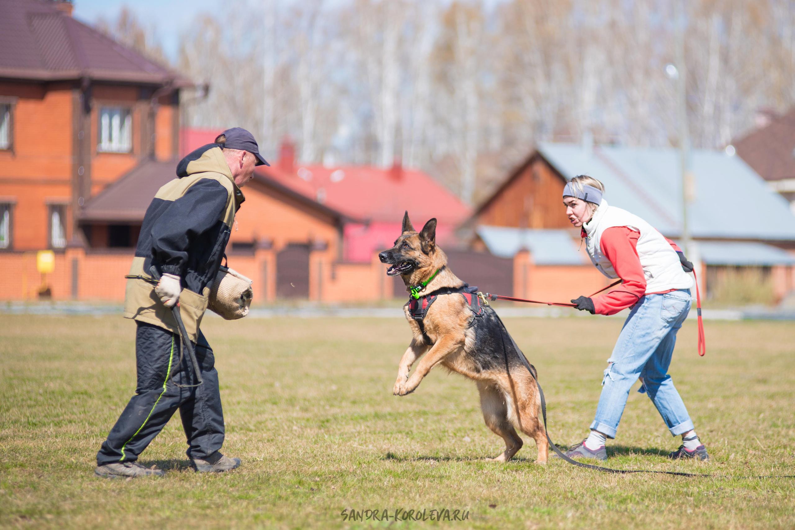 Тренинг с Сергеем Усковым май 2021 г.Тюмень. Дог-фотограф в Тюмени Александра Королева