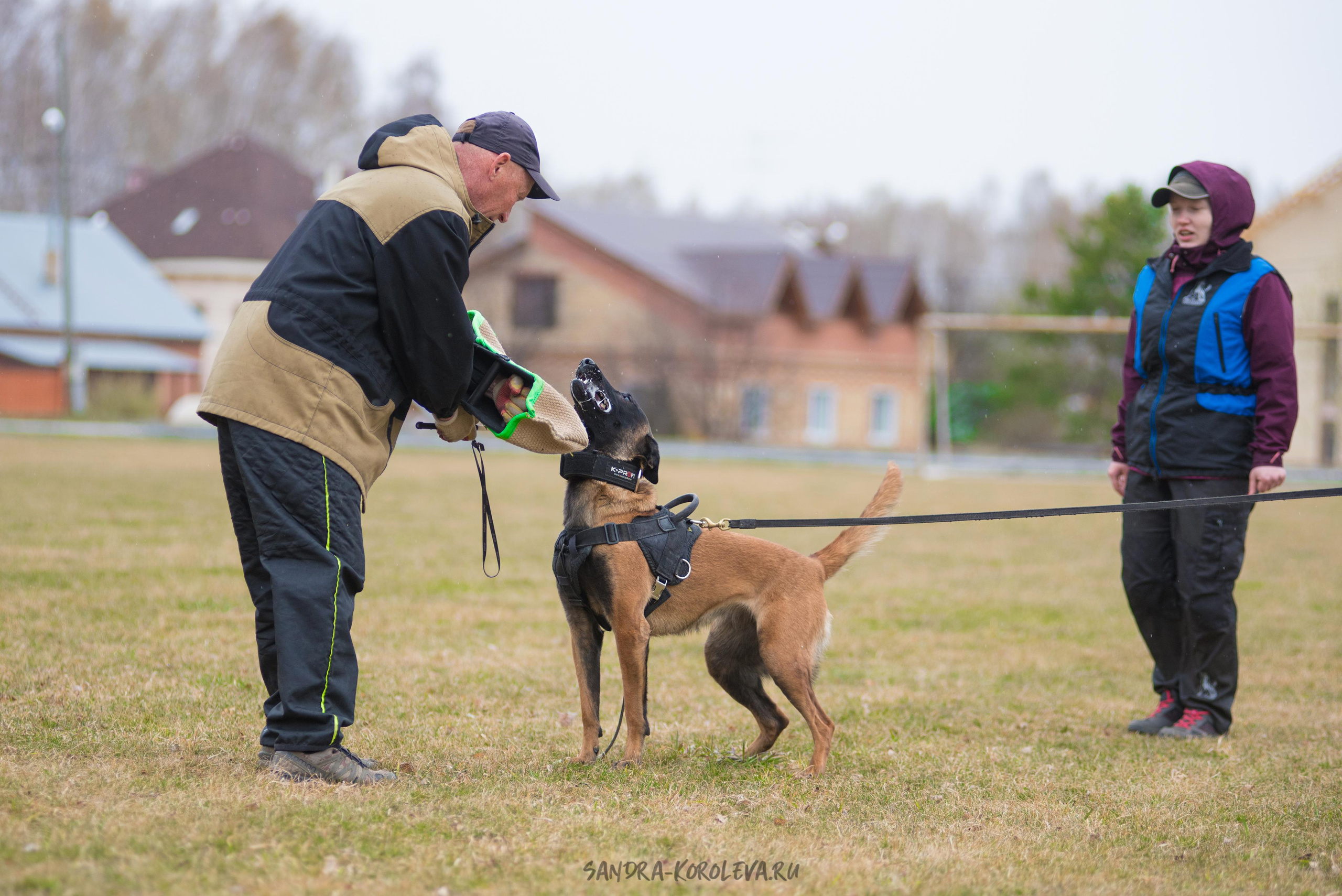 Тренинг с Сергеем Усковым май 2021 г.Тюмень. Дог-фотограф в Тюмени Александра Королева