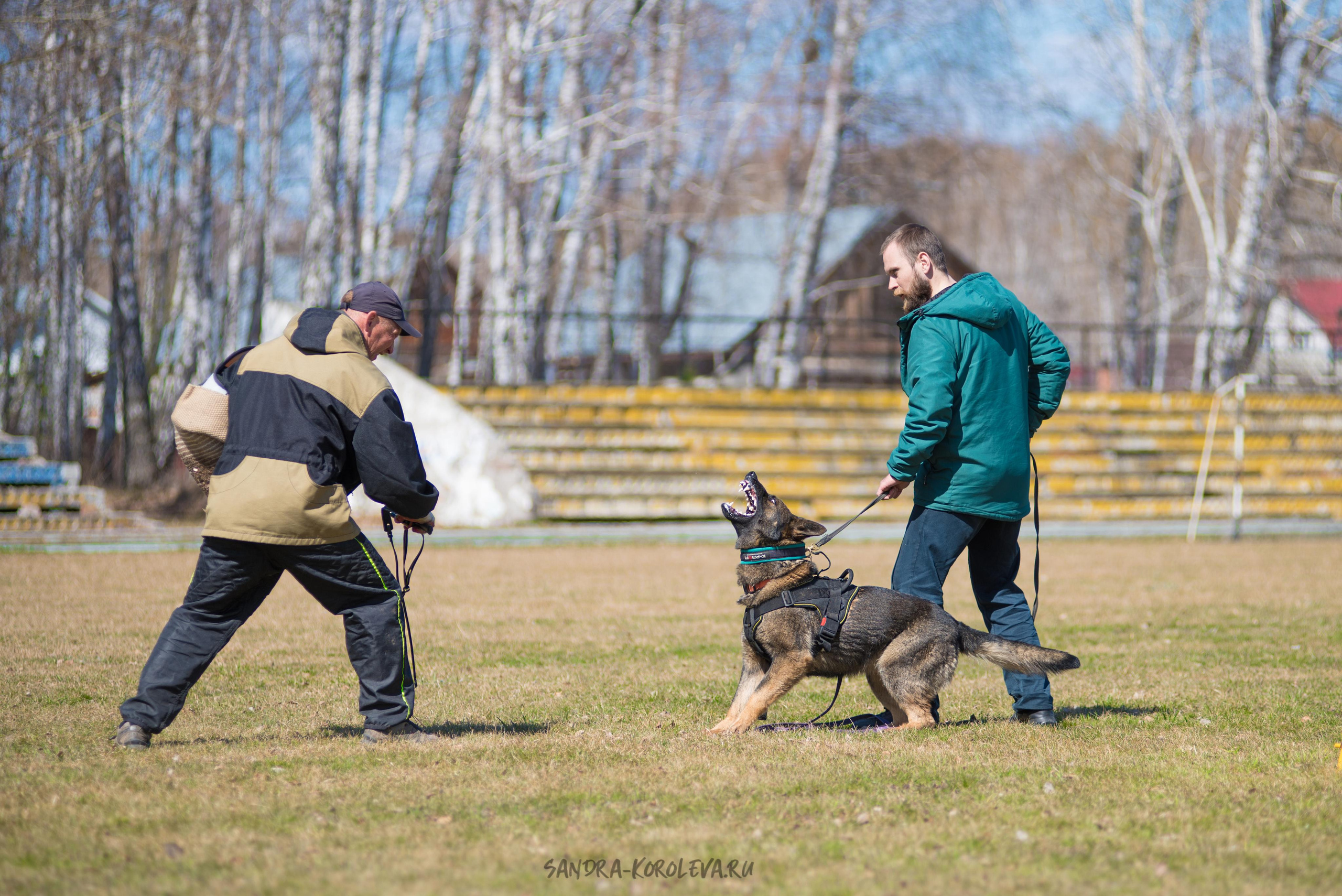 Тренинг с Сергеем Усковым май 2021 г.Тюмень. Дог-фотограф в Тюмени Александра Королева