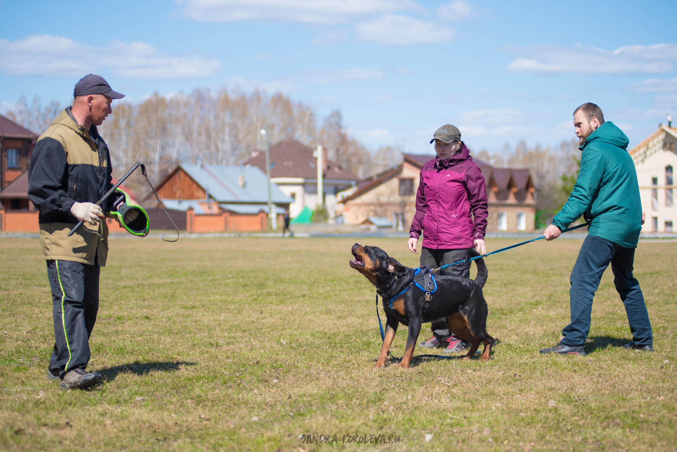Тренинг с Сергеем Усковым май 2021 г.Тюмень. Дог-фотограф в Тюмени Александра Королева
