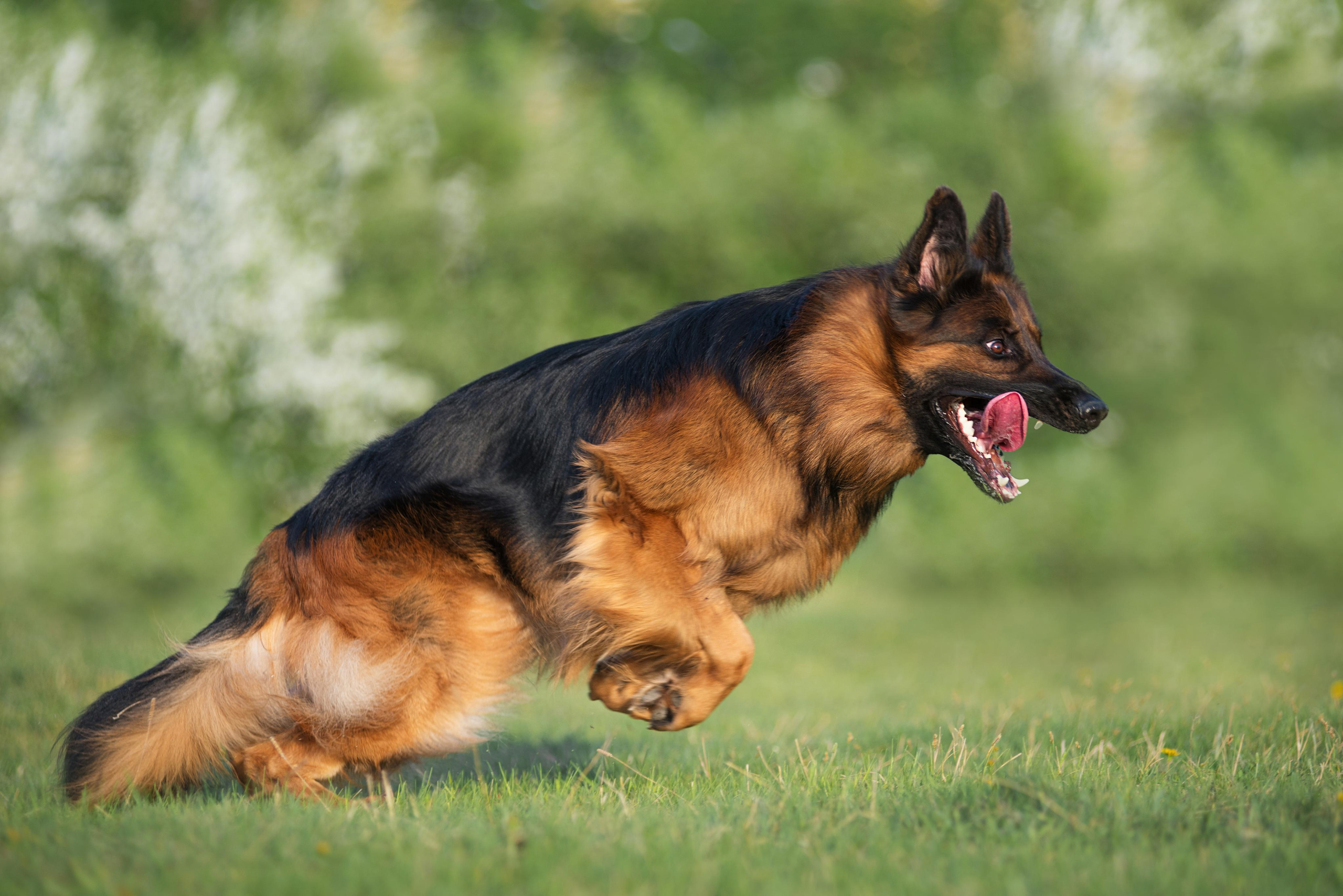 Немецкая овчарка Штерн Рэджен Маэстро. Дог-фотограф в Тюмени Александра Королева