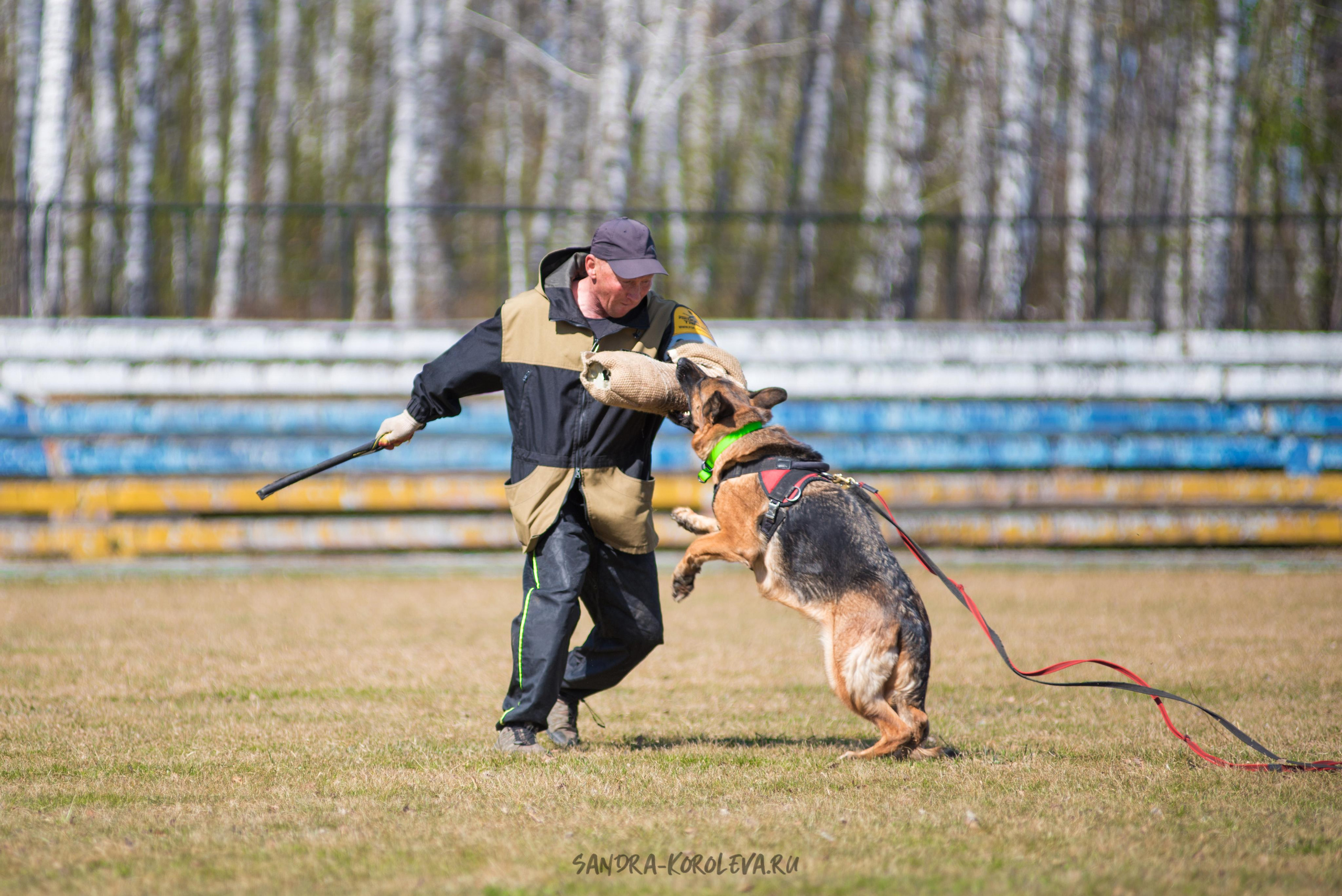 Тренинг с Сергеем Усковым май 2021 г.Тюмень. Дог-фотограф в Тюмени Александра Королева
