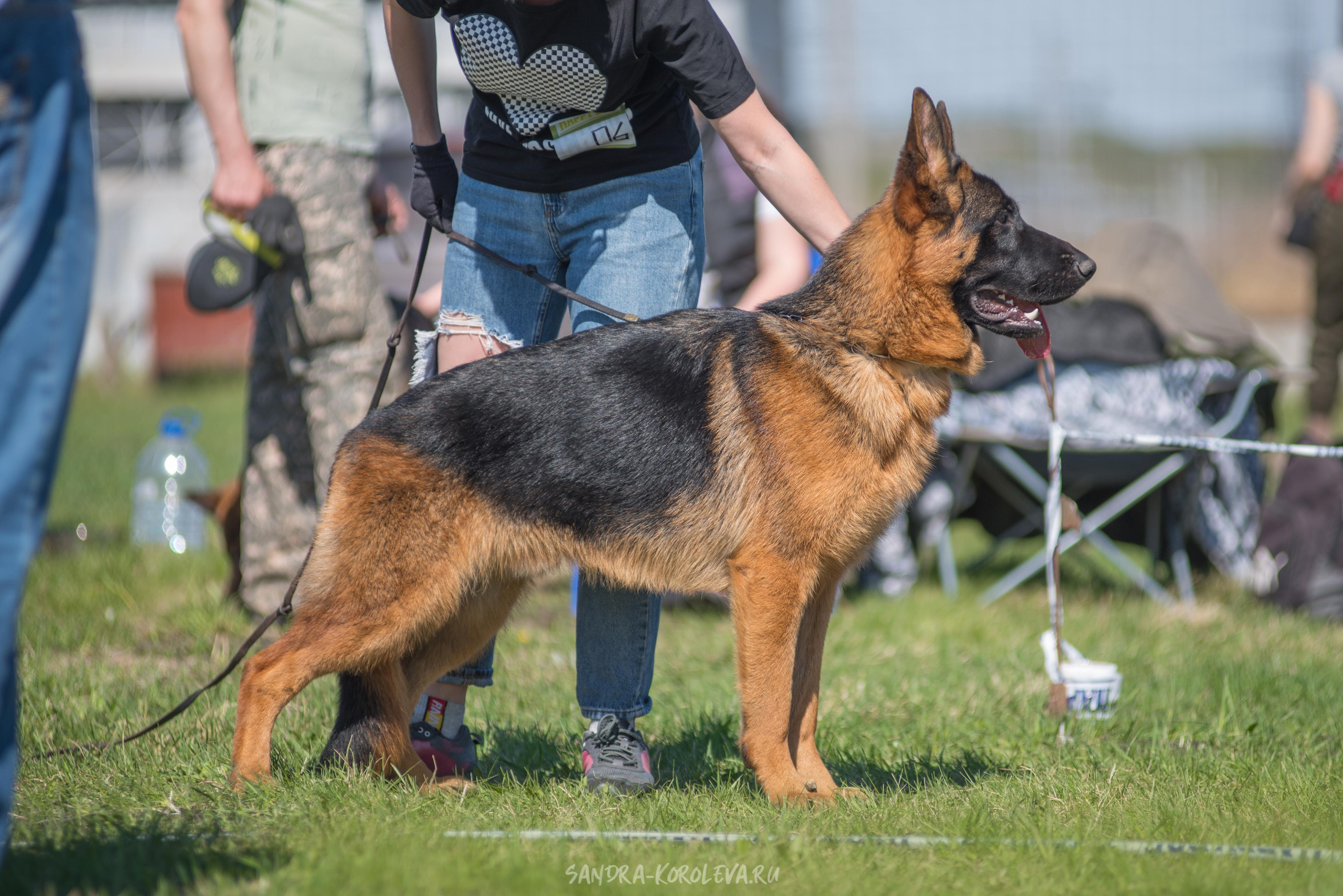 Монопородная выставка немецких овчарок 8 мая г. Челябинск. Дог-фотограф в Тюмени Александра Королева