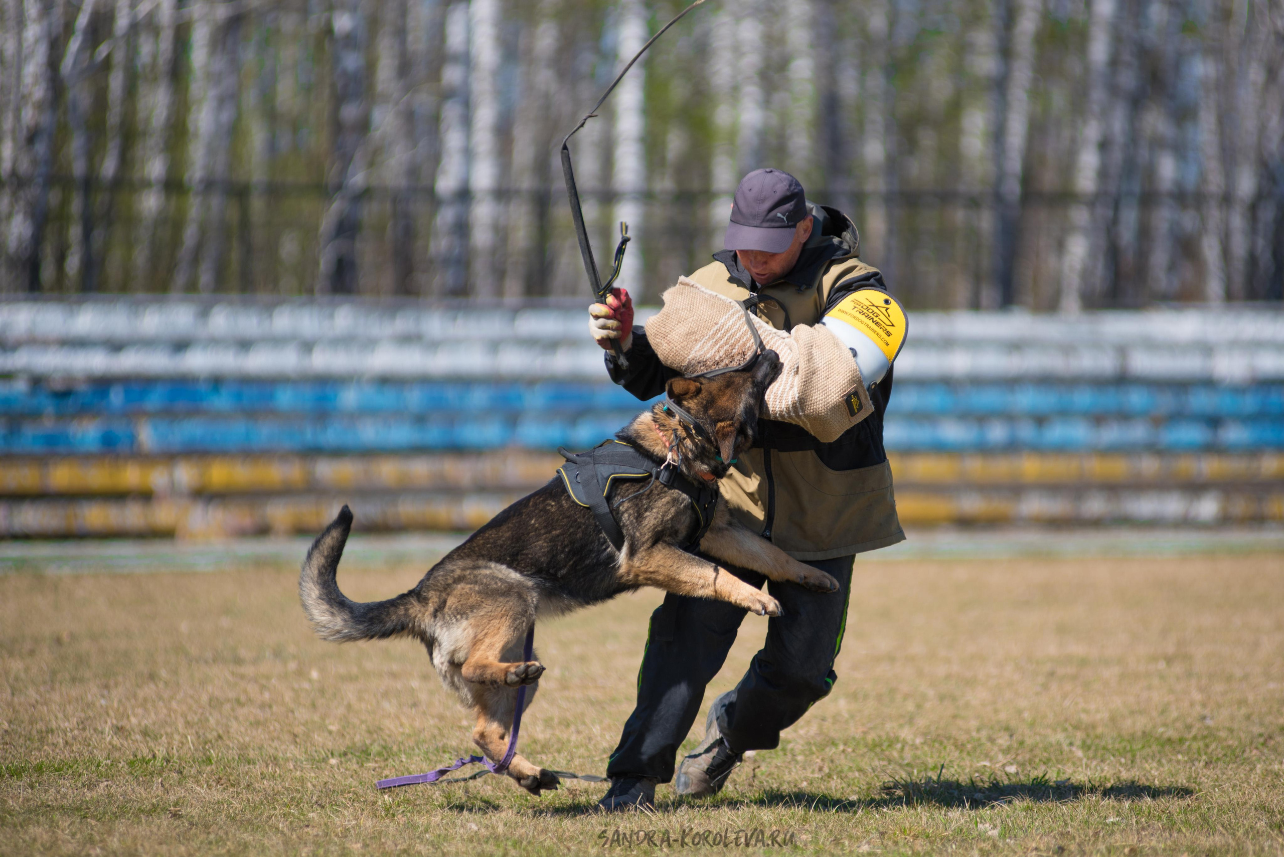 Тренинг с Сергеем Усковым май 2021 г.Тюмень. Дог-фотограф в Тюмени Александра Королева