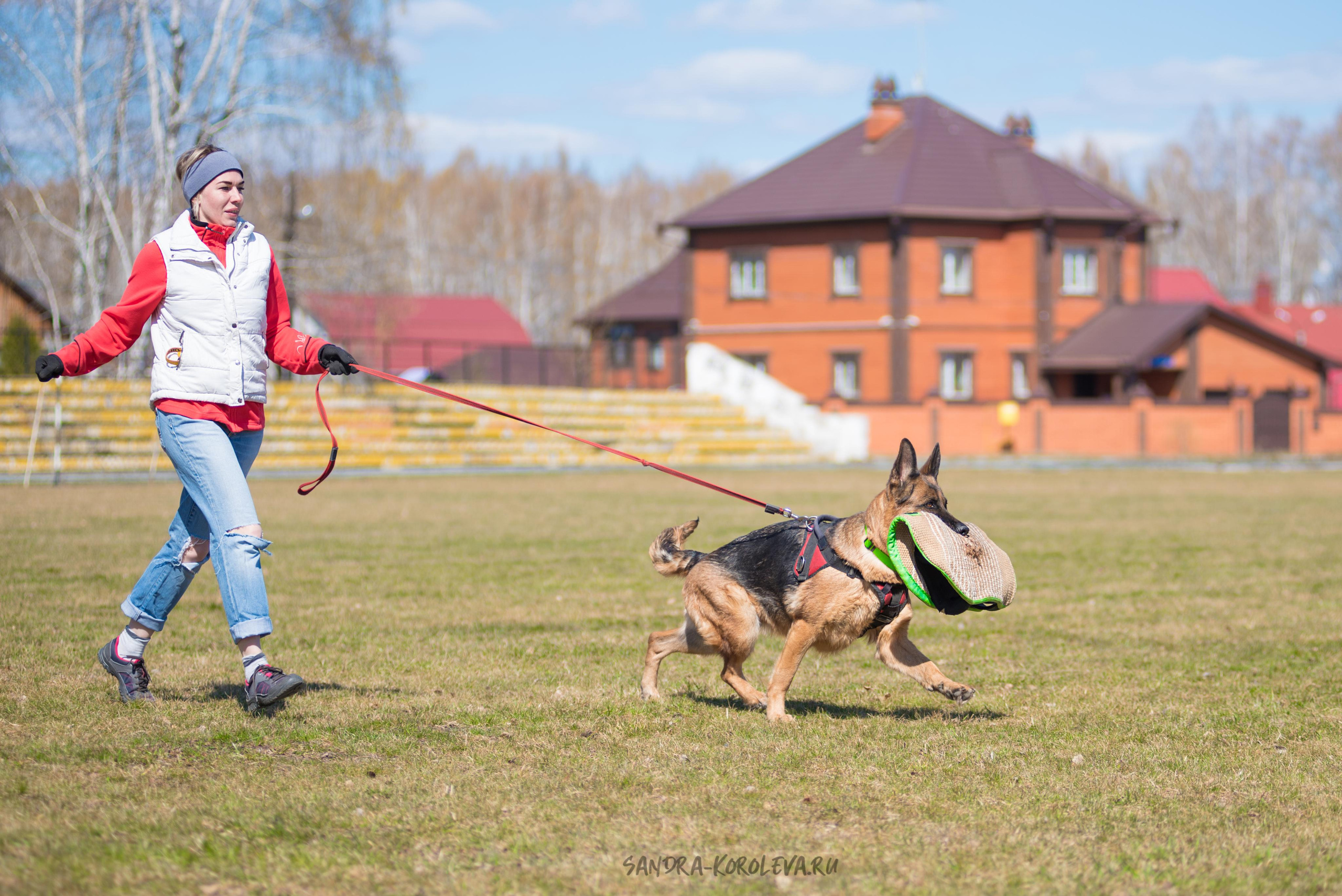 Тренинг с Сергеем Усковым май 2021 г.Тюмень. Дог-фотограф в Тюмени Александра Королева