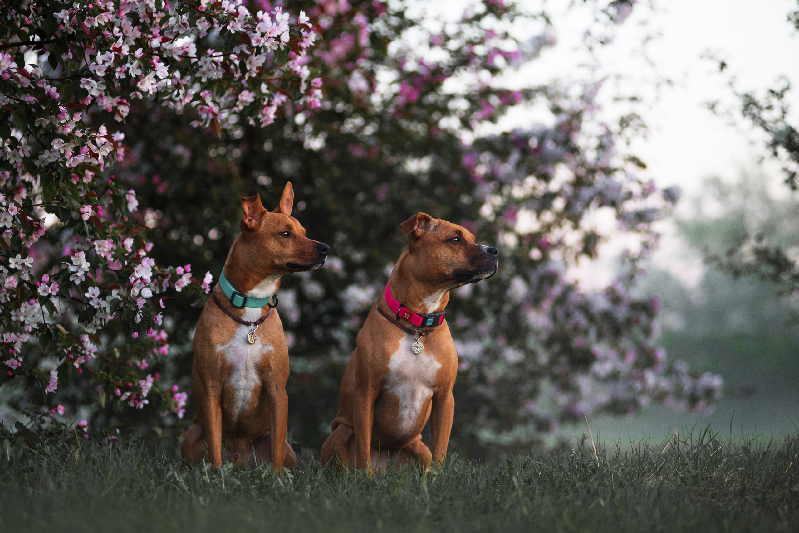 Лиза, Буня и Корж. Весна цветущая. Дог-фотограф в Тюмени Александра Королева