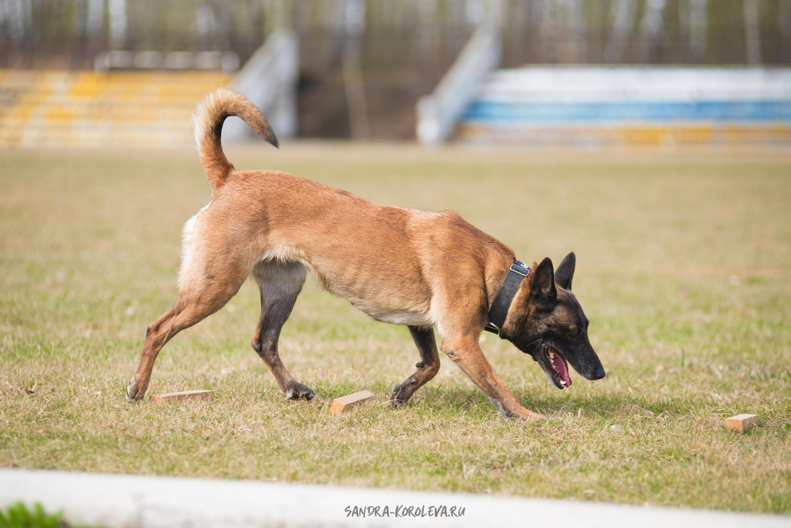 Тренинг с Сергеем Усковым май 2021 г.Тюмень. Дог-фотограф в Тюмени Александра Королева