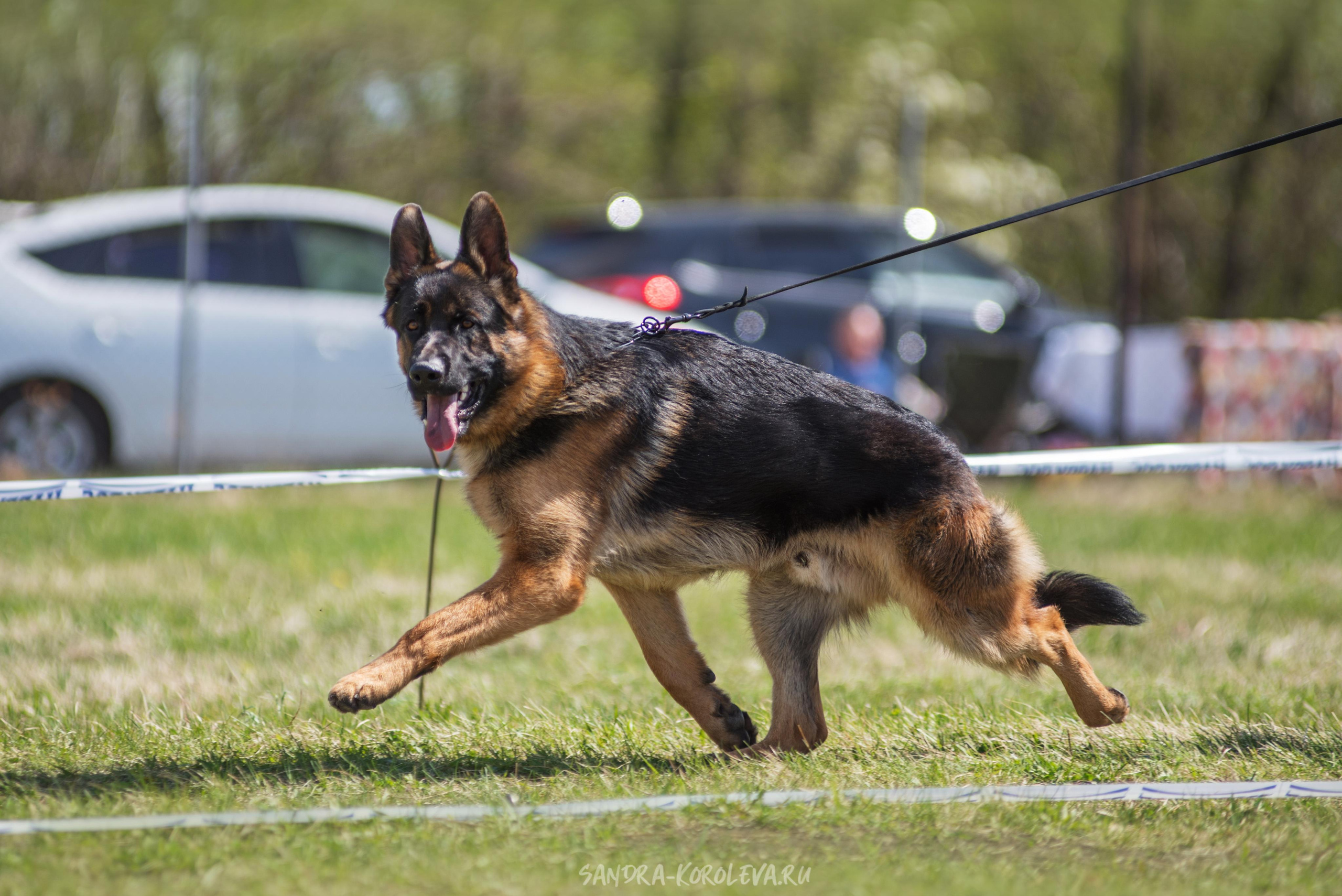 Монопородная выставка немецких овчарок 8 мая г. Челябинск. Дог-фотограф в Тюмени Александра Королева