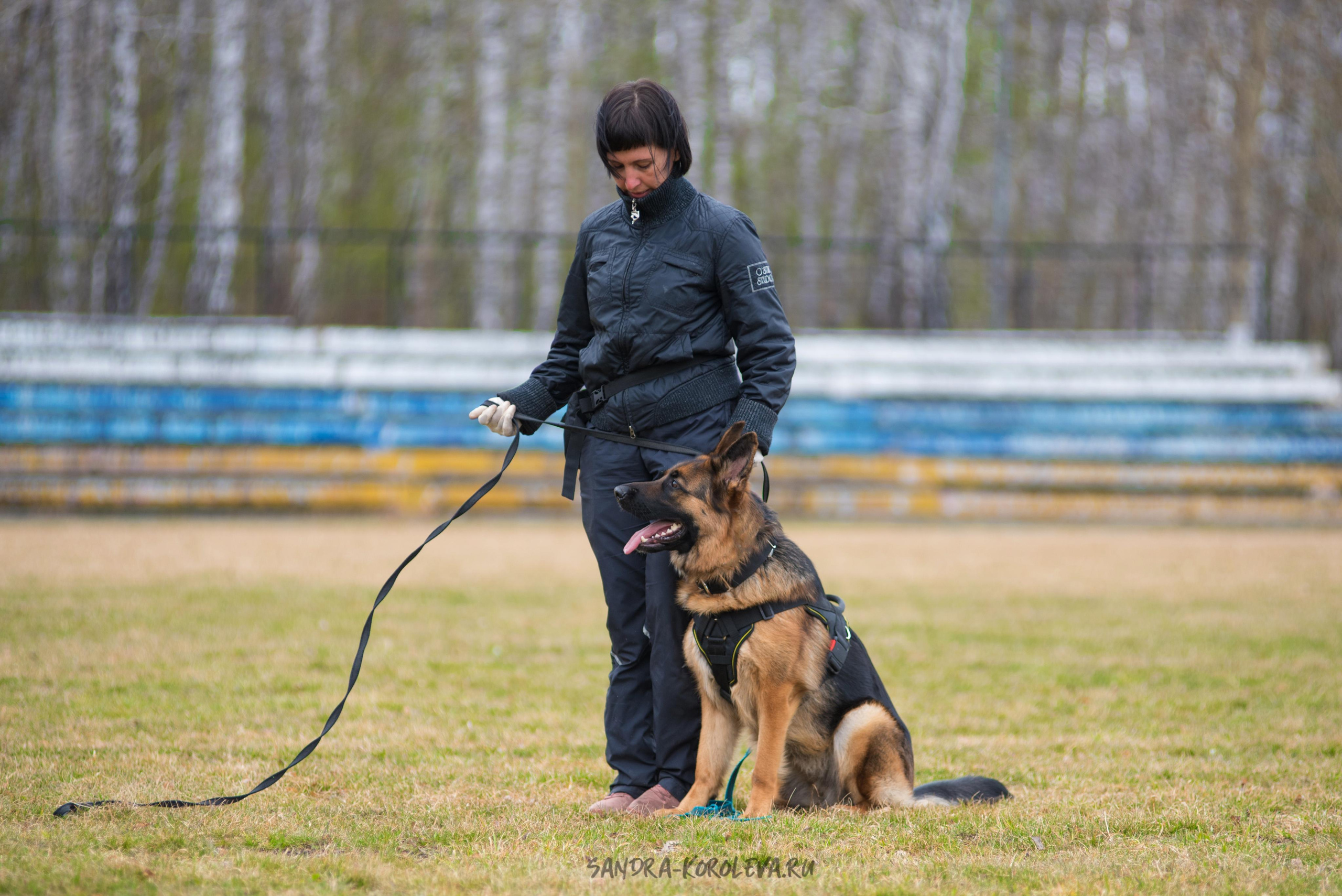 Тренинг с Сергеем Усковым май 2021 г.Тюмень. Дог-фотограф в Тюмени Александра Королева