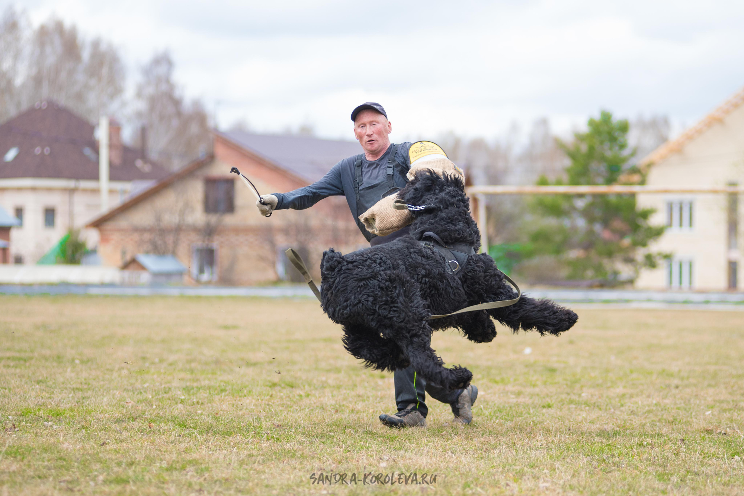 Тренинг с Сергеем Усковым май 2021 г.Тюмень. Дог-фотограф в Тюмени Александра Королева