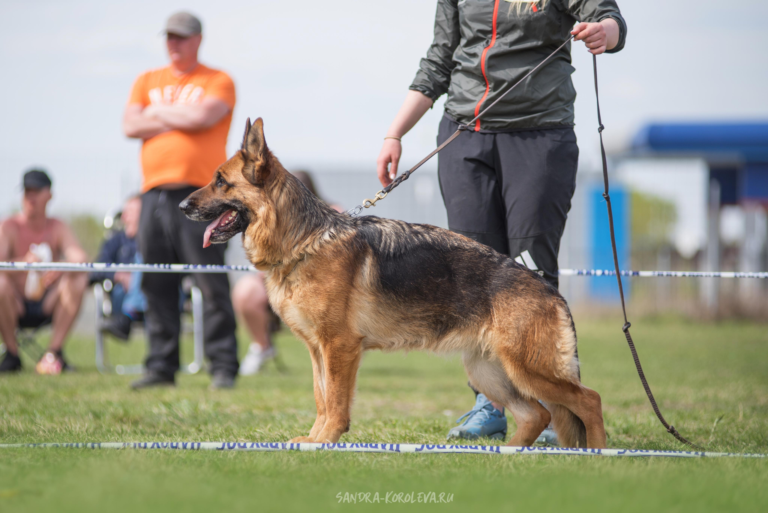 Монопородная выставка немецких овчарок 8 мая г. Челябинск. Дог-фотограф в Тюмени Александра Королева