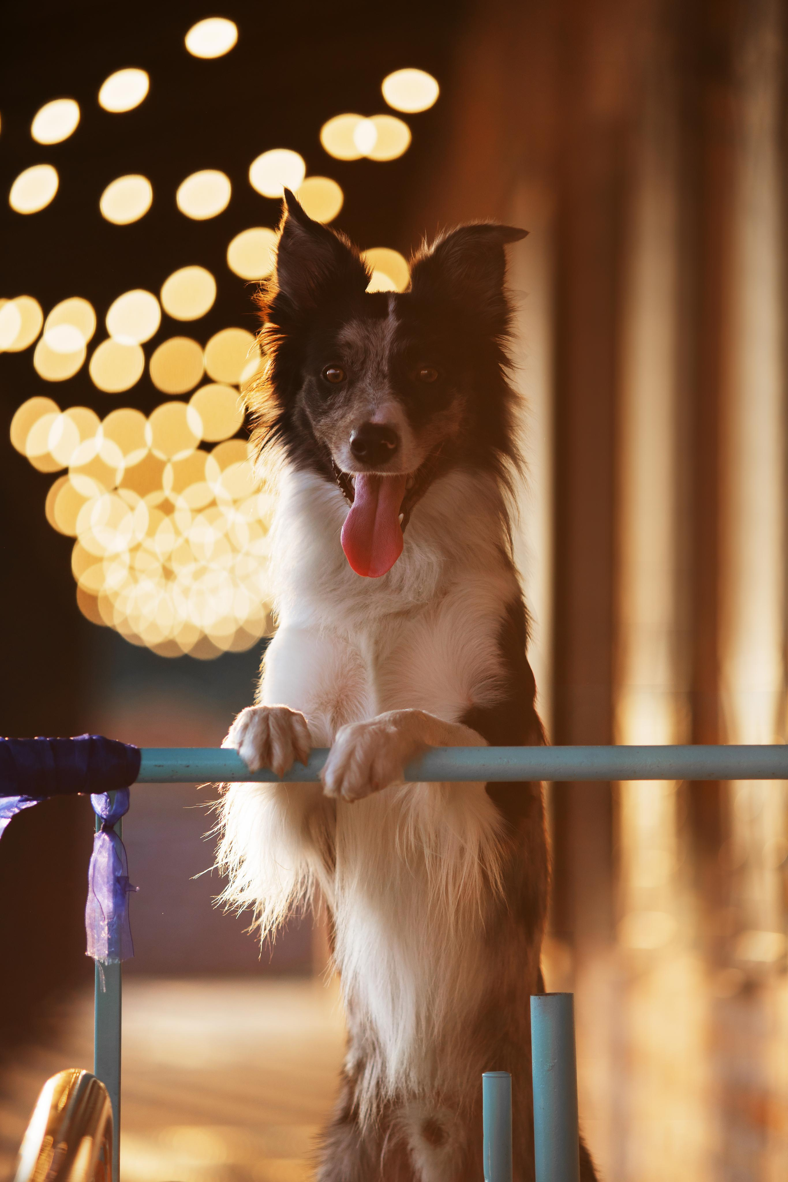 Мистер Тейси. Дог-фотограф в Тюмени Александра Королева