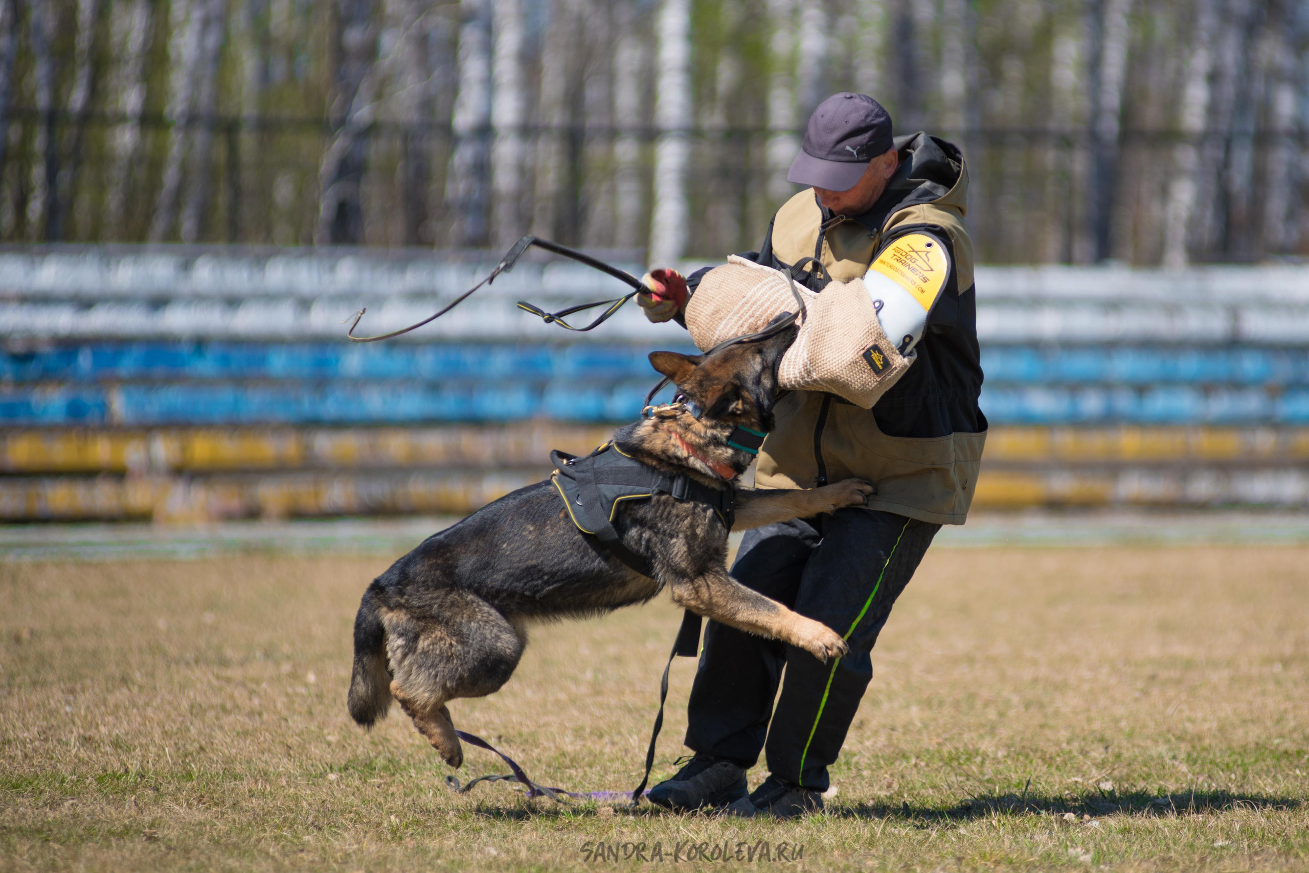 Тренинг с Сергеем Усковым май 2021 г.Тюмень. Дог-фотограф в Тюмени Александра Королева