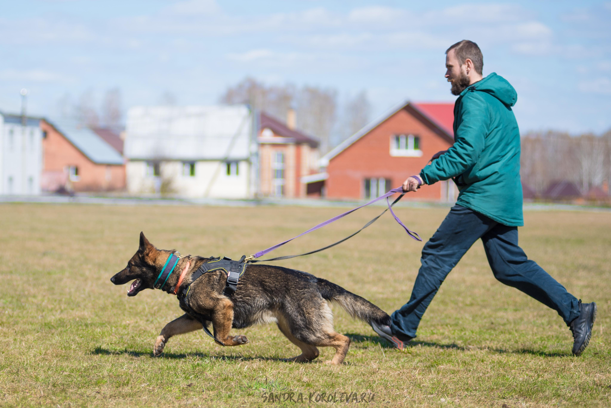 Тренинг с Сергеем Усковым май 2021 г.Тюмень. Дог-фотограф в Тюмени Александра Королева