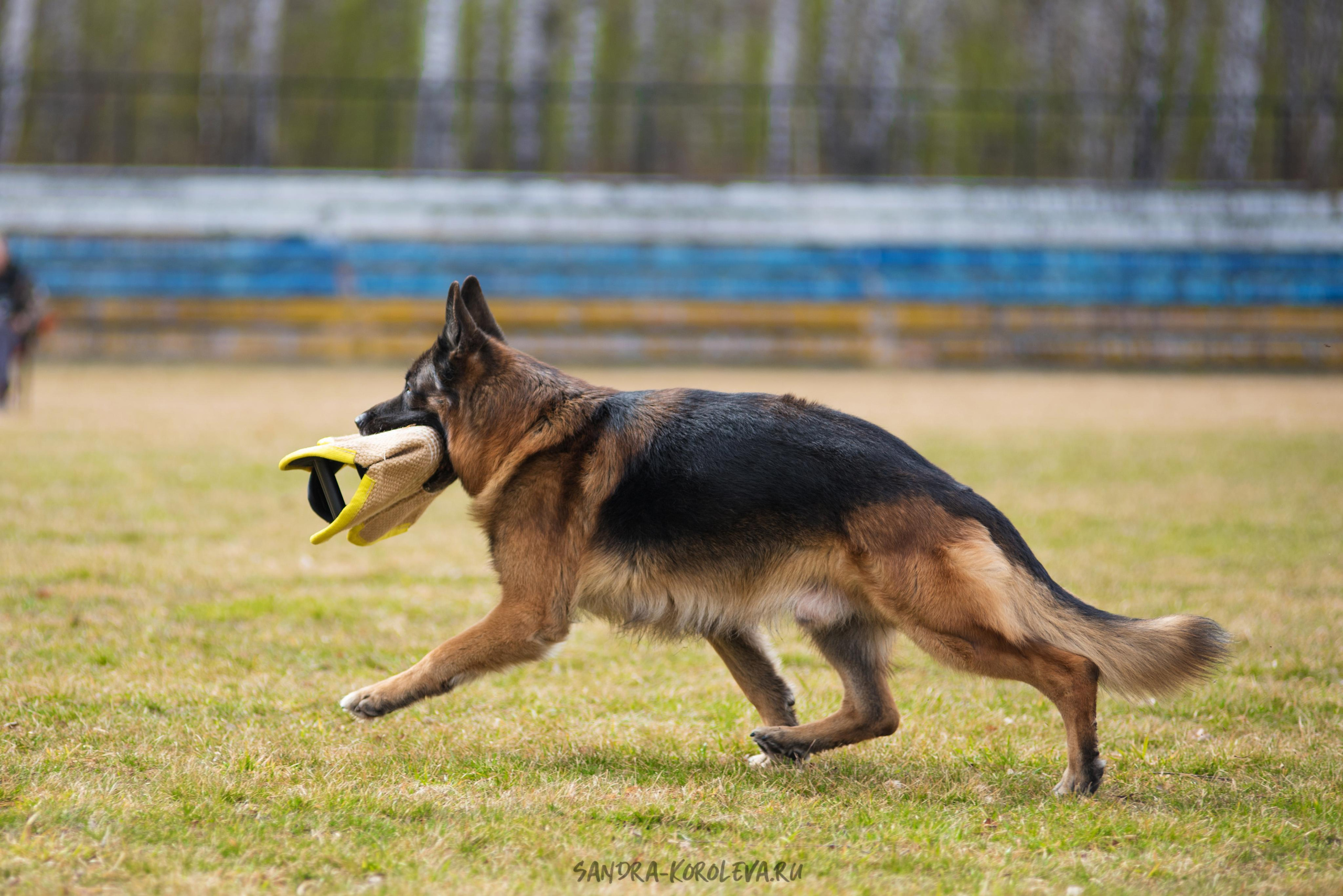 Тренинг с Сергеем Усковым май 2021 г.Тюмень. Дог-фотограф в Тюмени Александра Королева