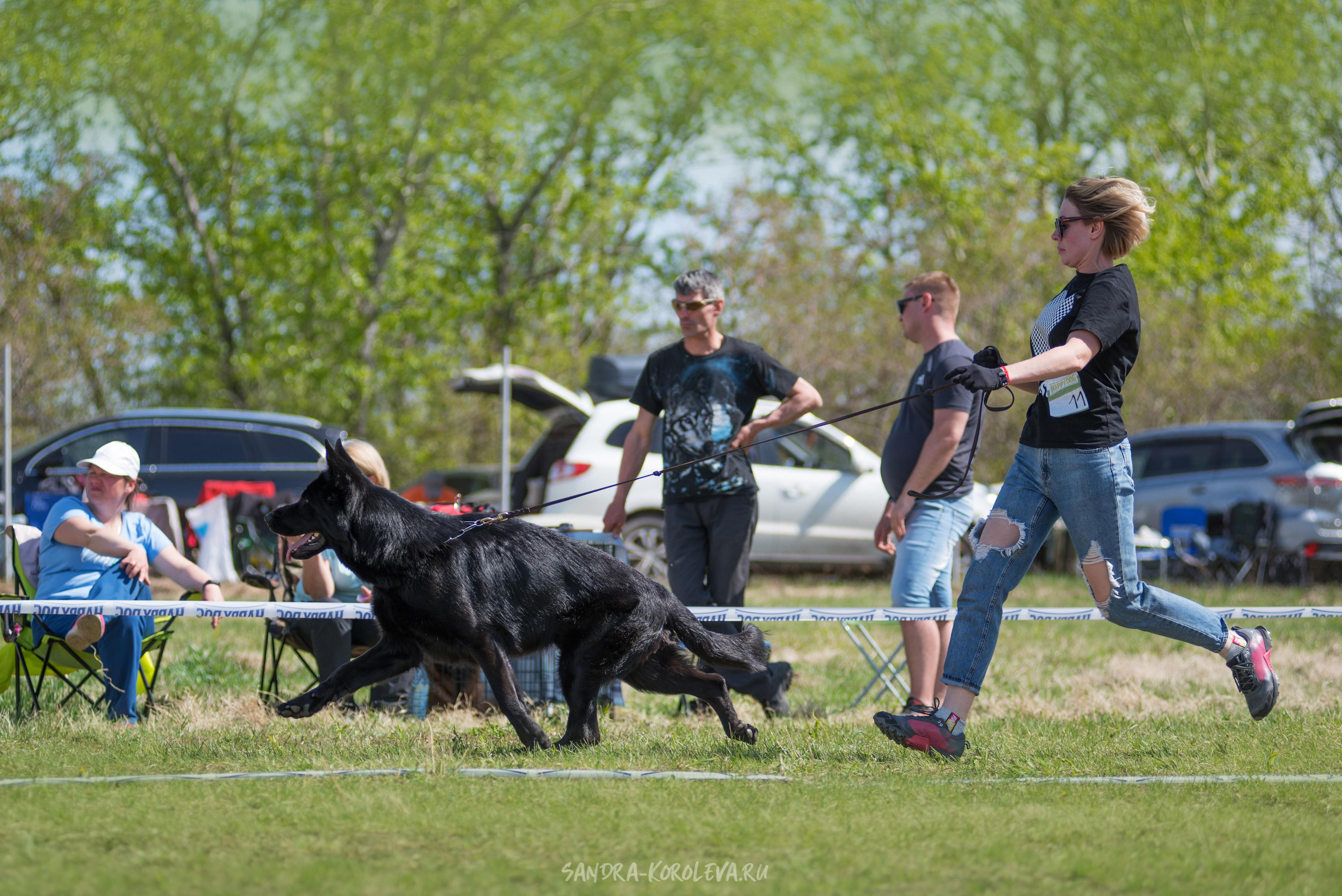 Монопородная выставка немецких овчарок 8 мая г. Челябинск. Дог-фотограф в Тюмени Александра Королева