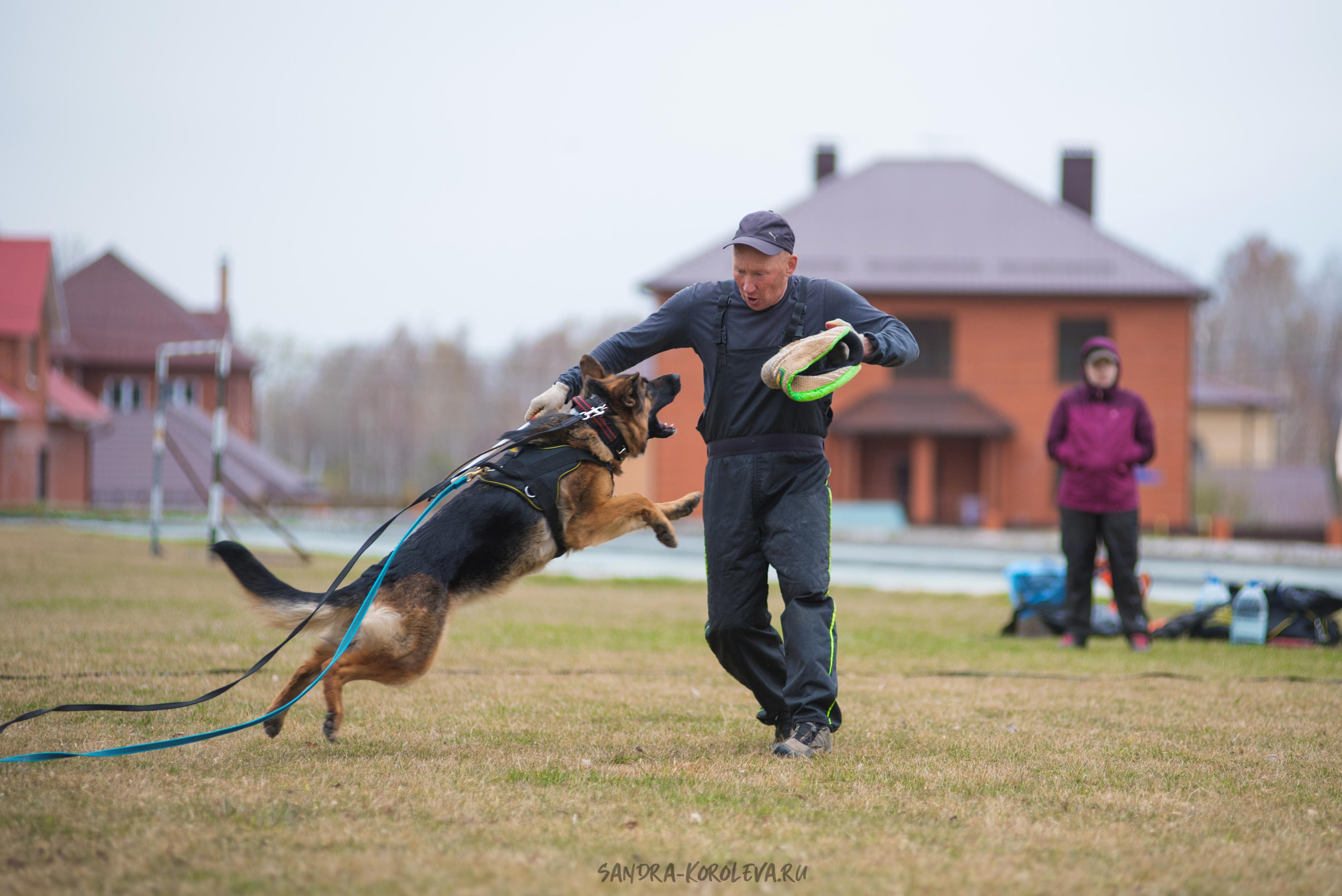Тренинг с Сергеем Усковым май 2021 г.Тюмень. Дог-фотограф в Тюмени Александра Королева