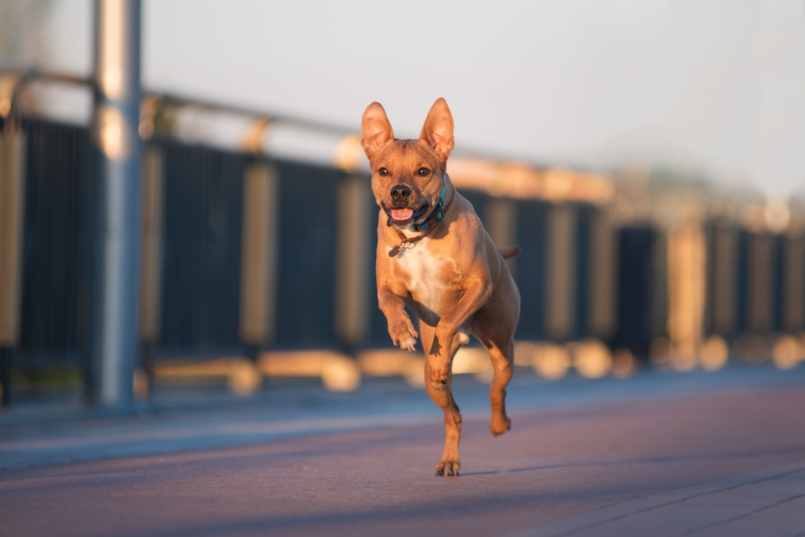 Лиза, Буня и Корж. Весна цветущая. Дог-фотограф в Тюмени Александра Королева
