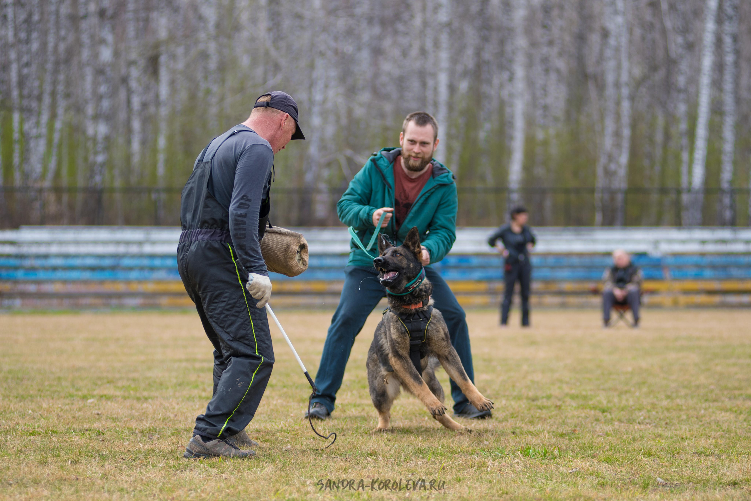 Тренинг с Сергеем Усковым май 2021 г.Тюмень. Дог-фотограф в Тюмени Александра Королева