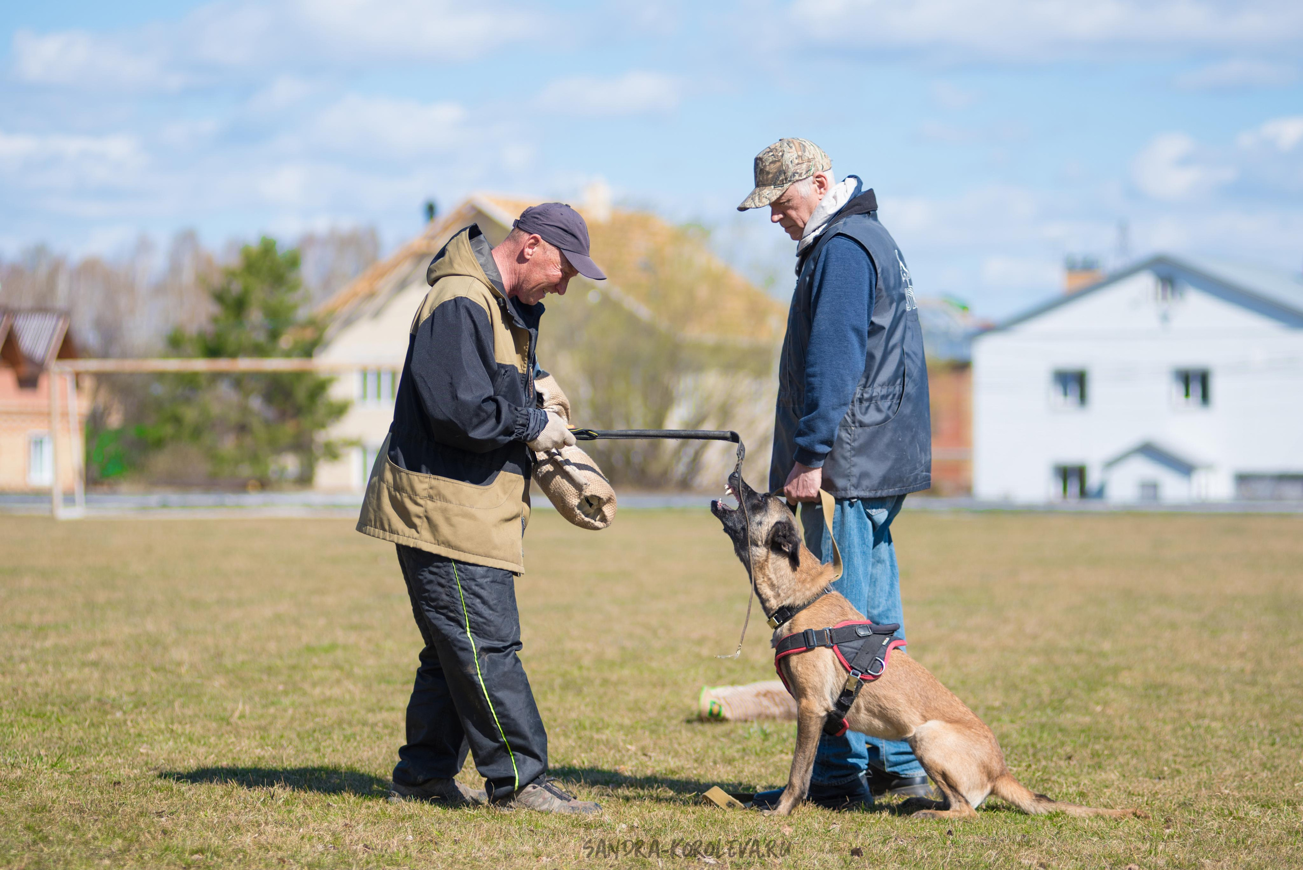Тренинг с Сергеем Усковым май 2021 г.Тюмень. Дог-фотограф в Тюмени Александра Королева