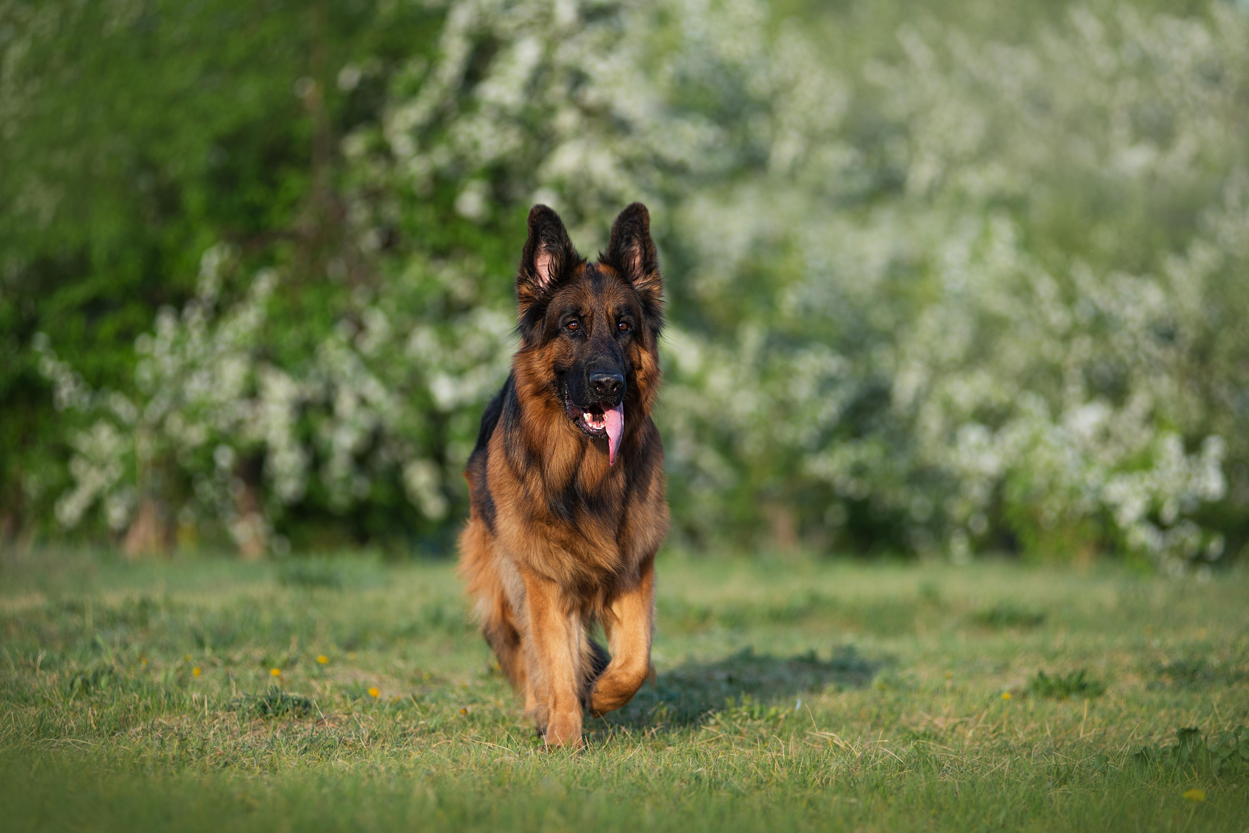Немецкая овчарка Штерн Рэджен Маэстро. Дог-фотограф в Тюмени Александра Королева