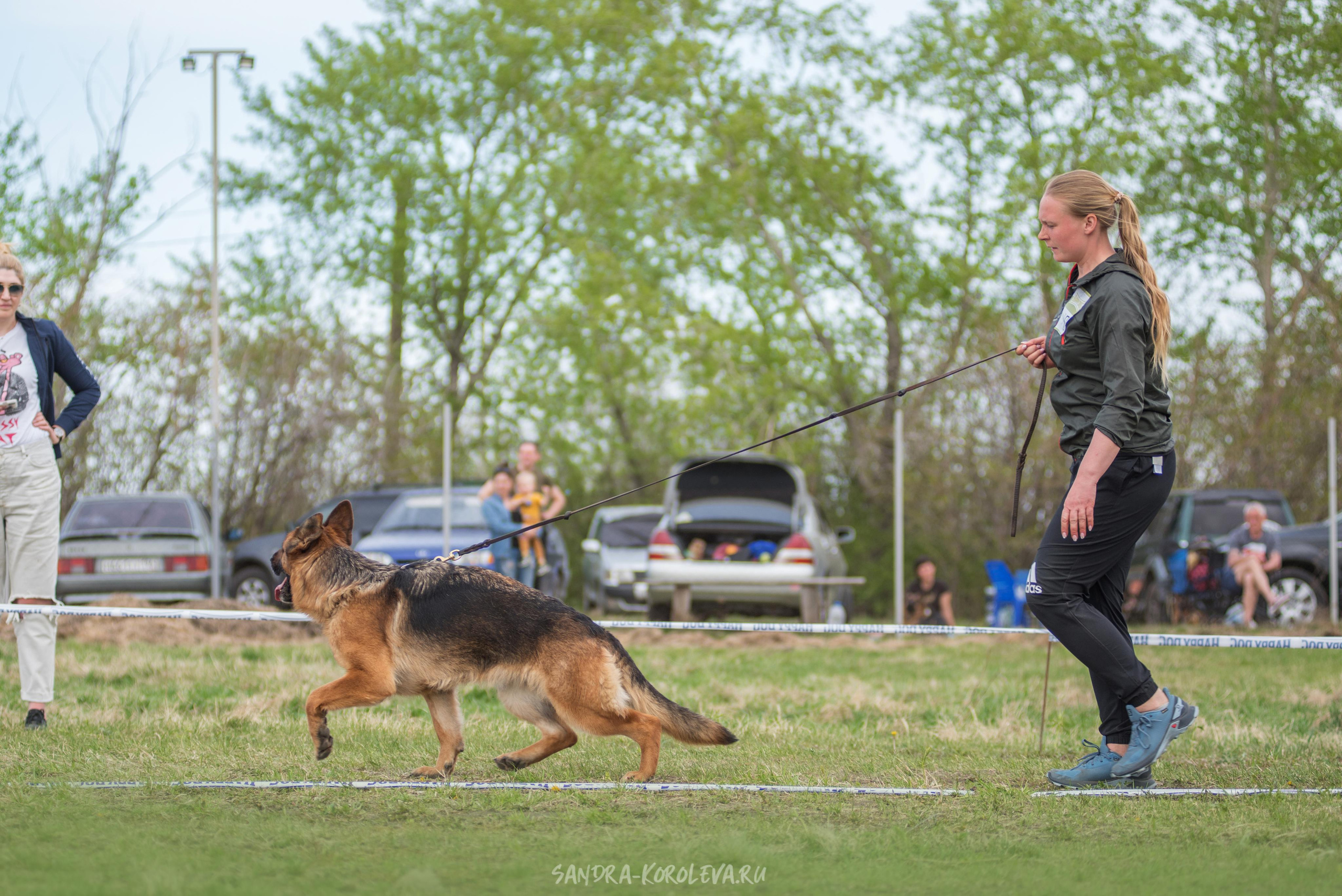 Монопородная выставка немецких овчарок 8 мая г. Челябинск. Дог-фотограф в Тюмени Александра Королева
