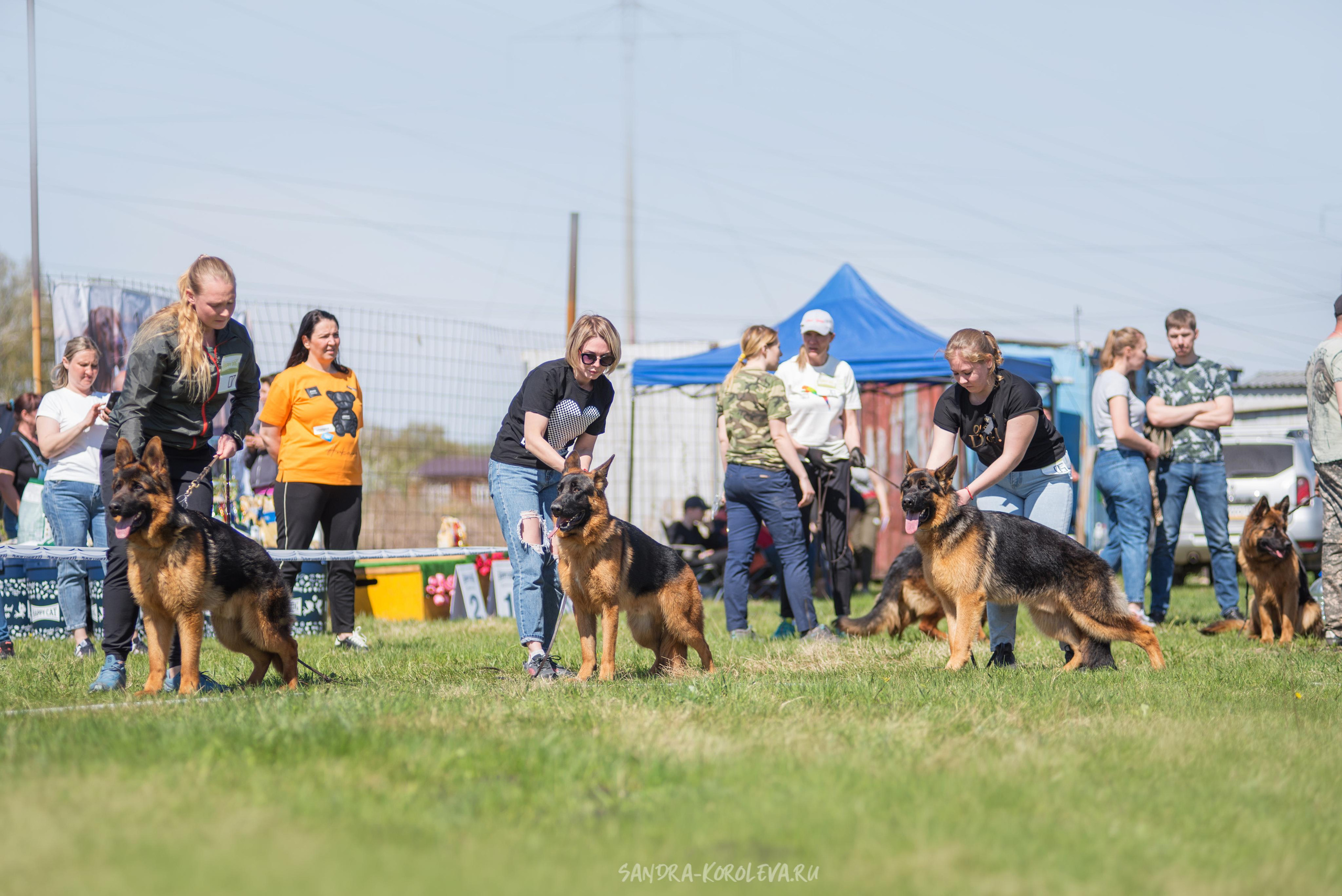 Монопородная выставка немецких овчарок 8 мая г. Челябинск. Дог-фотограф в Тюмени Александра Королева