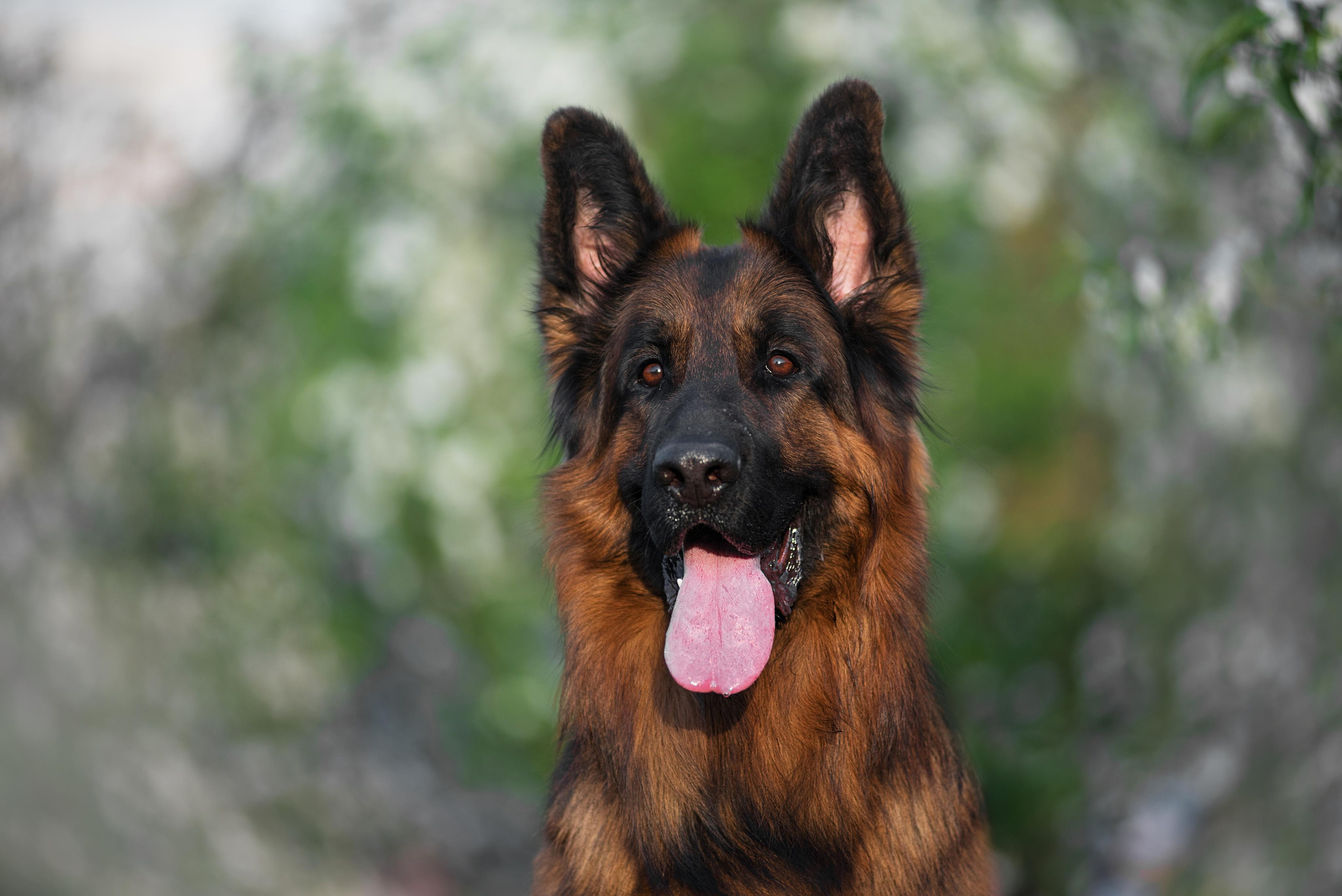 Немецкая овчарка Штерн Рэджен Маэстро. Дог-фотограф в Тюмени Александра Королева