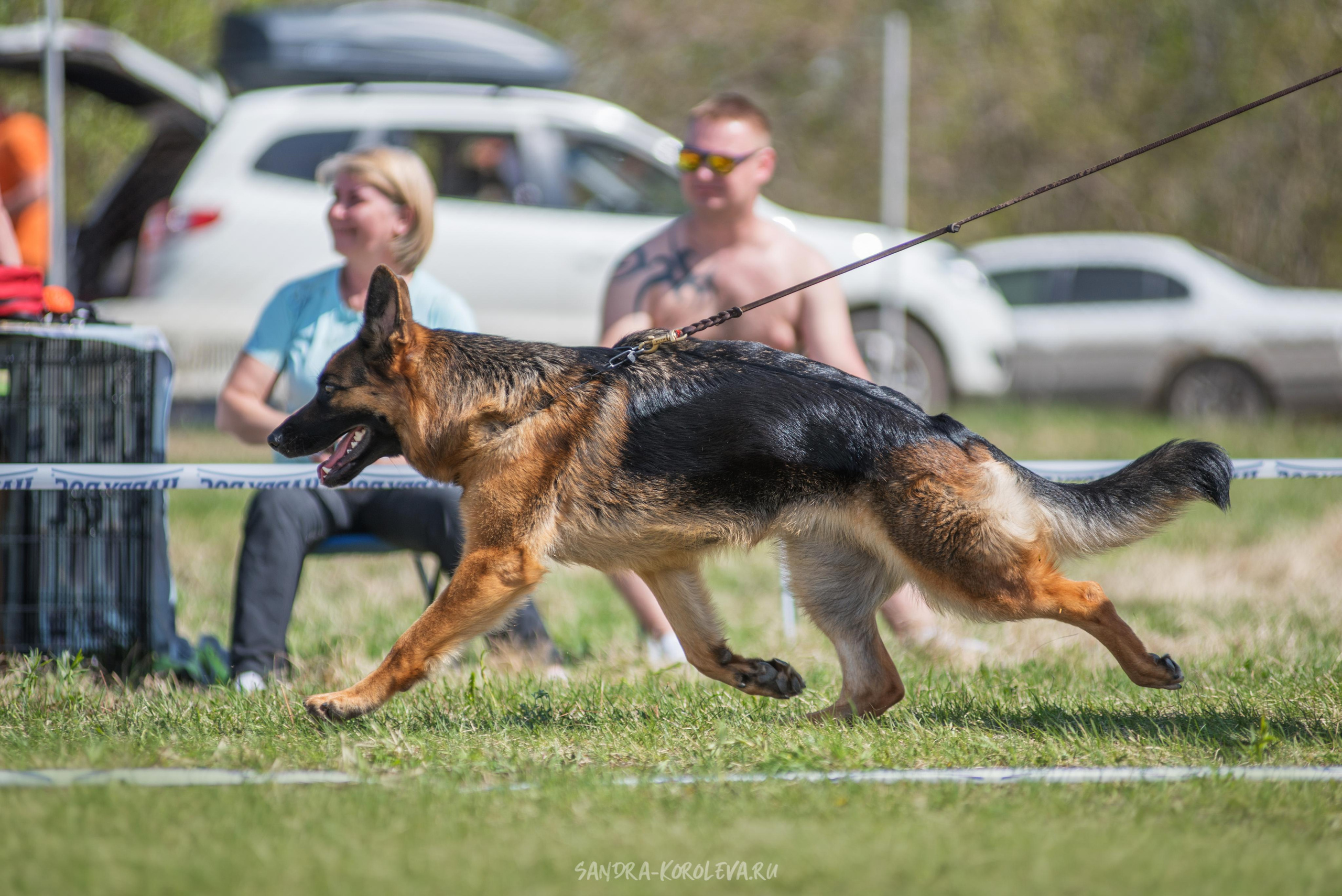 Монопородная выставка немецких овчарок 8 мая г. Челябинск. Дог-фотограф в Тюмени Александра Королева