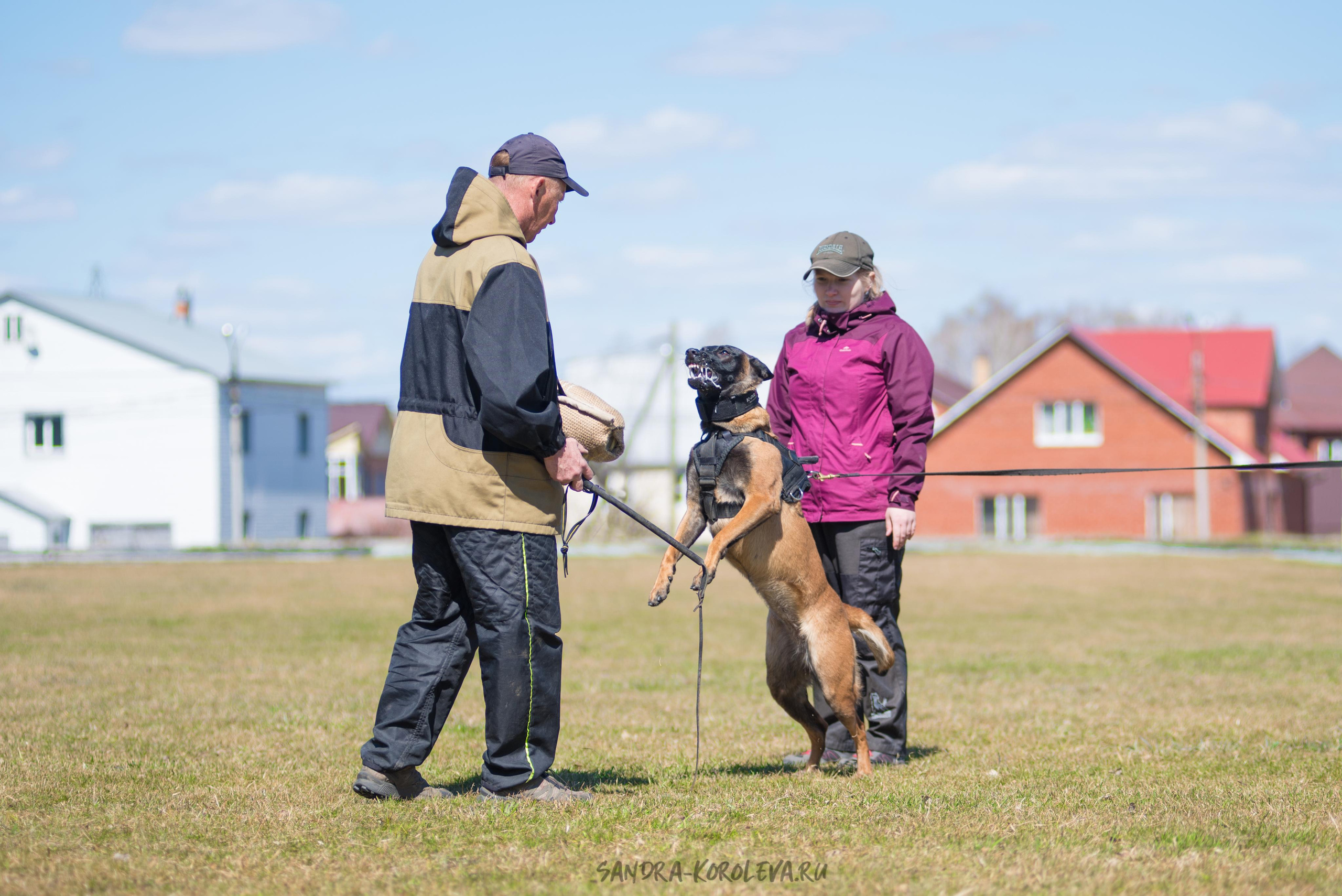 Тренинг с Сергеем Усковым май 2021 г.Тюмень. Дог-фотограф в Тюмени Александра Королева