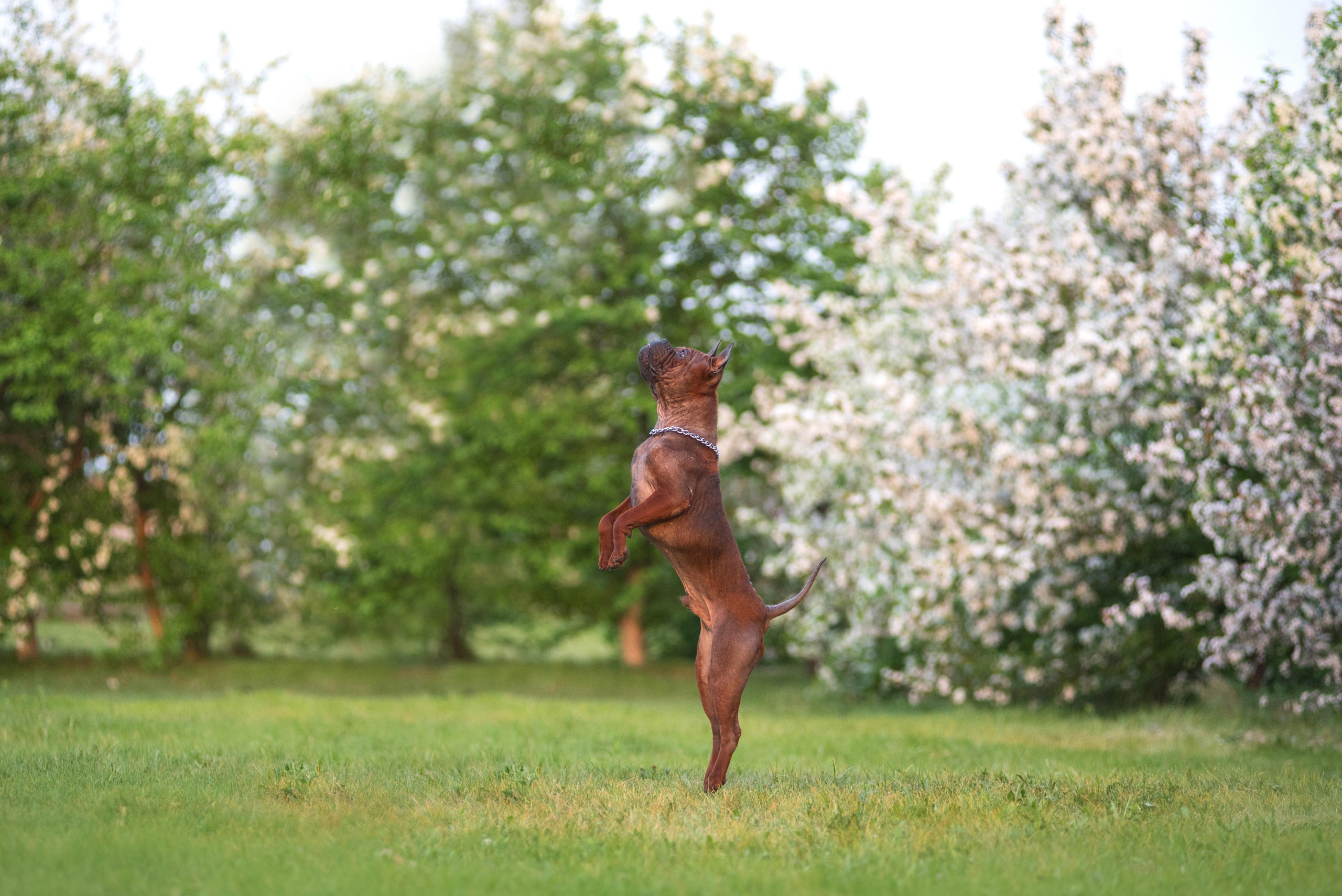 Тюменские чунцины Лева и Лисса. Дог-фотограф в Тюмени Александра Королева