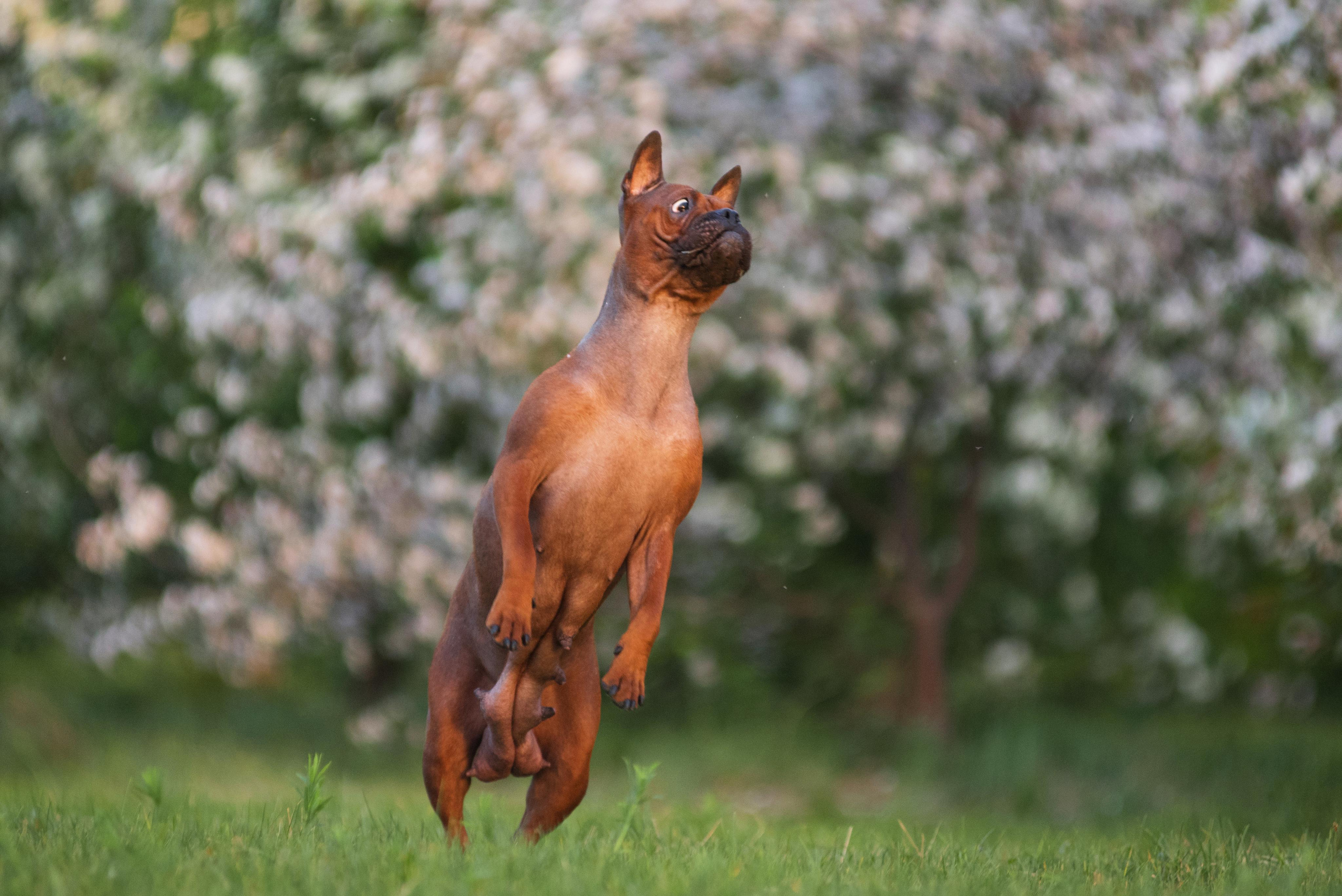 Тюменские чунцины Лева и Лисса. Дог-фотограф в Тюмени Александра Королева