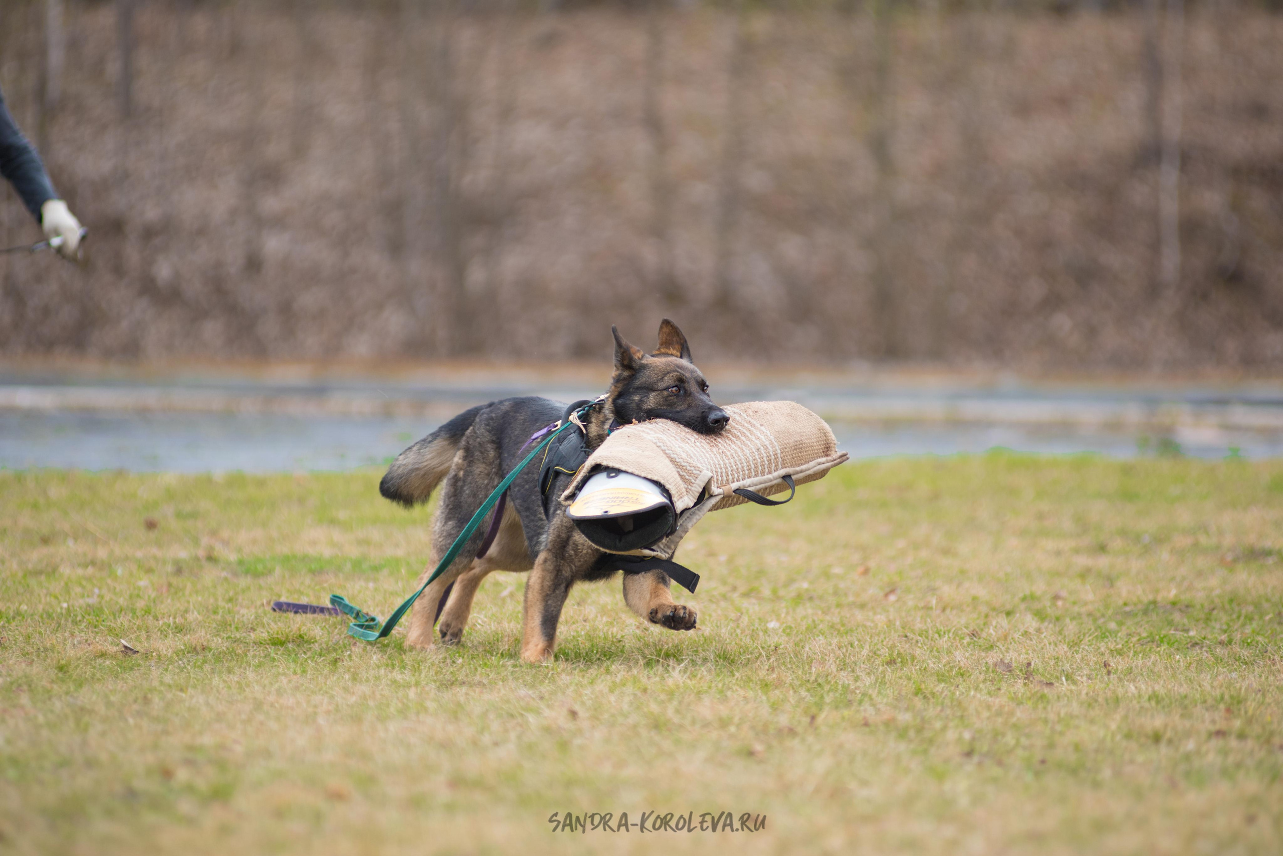 Тренинг с Сергеем Усковым май 2021 г.Тюмень. Дог-фотограф в Тюмени Александра Королева