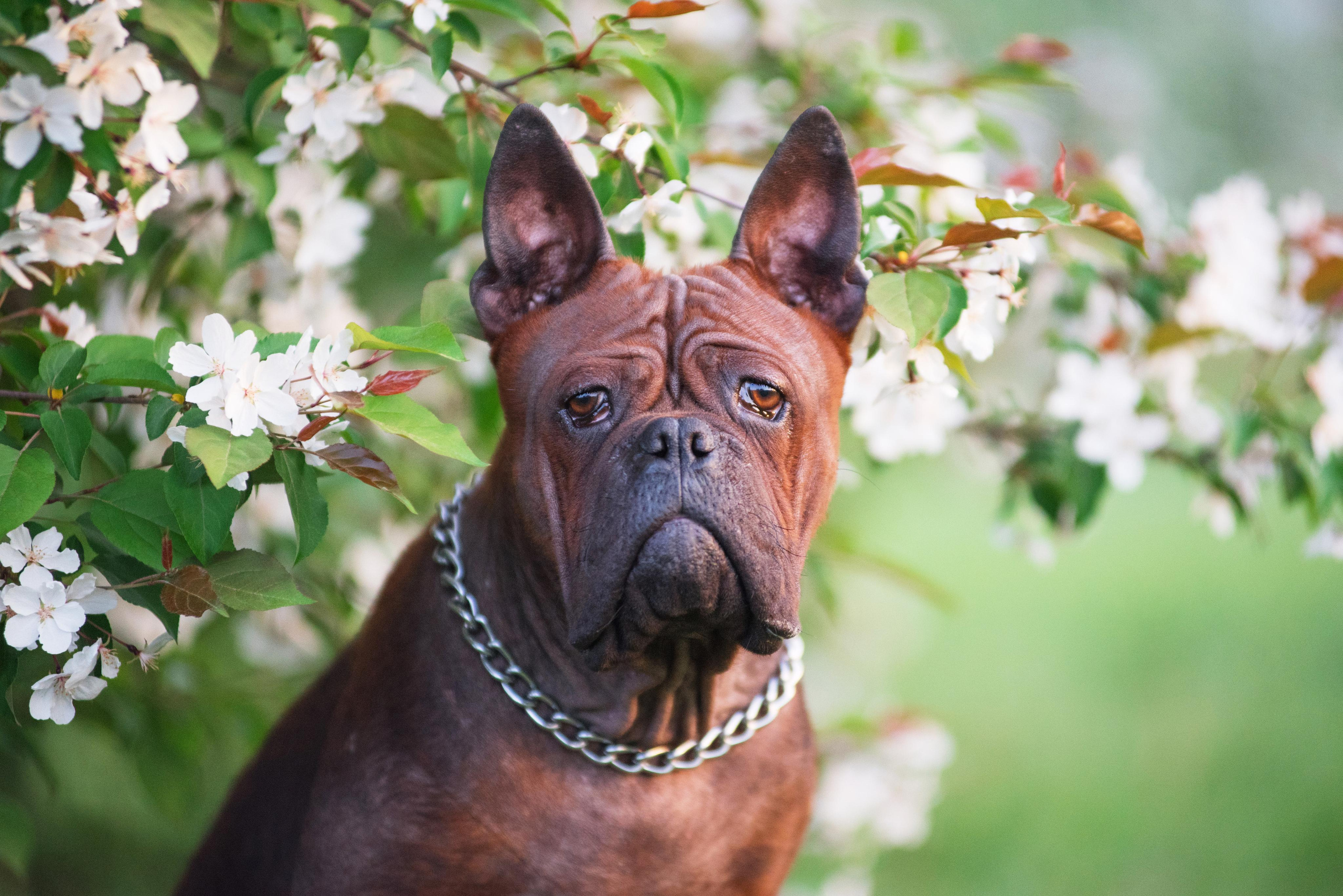 Тюменские чунцины Лева и Лисса. Дог-фотограф в Тюмени Александра Королева