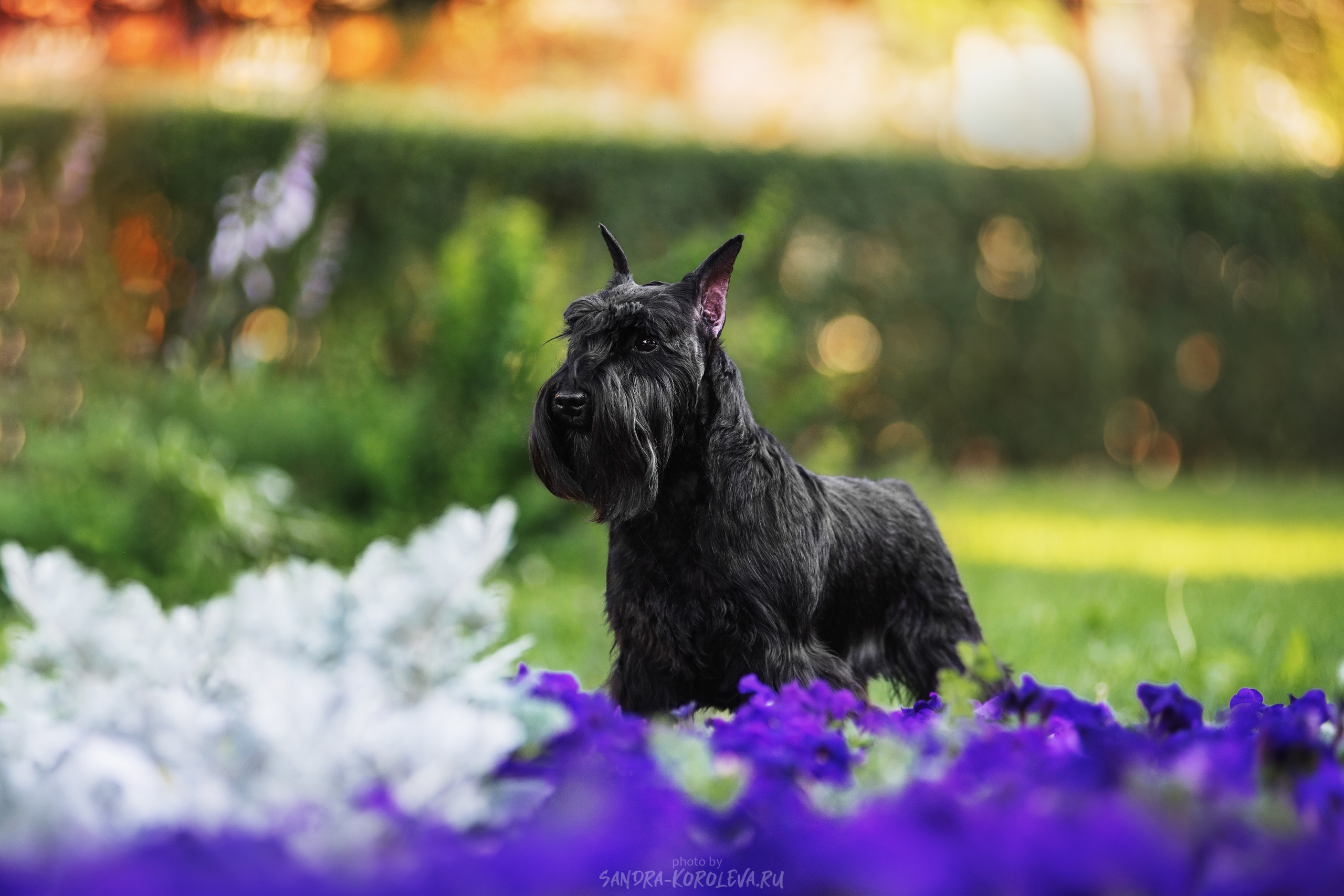 Цвергшнауцер. Дог-фотограф в Тюмени Александра Королева