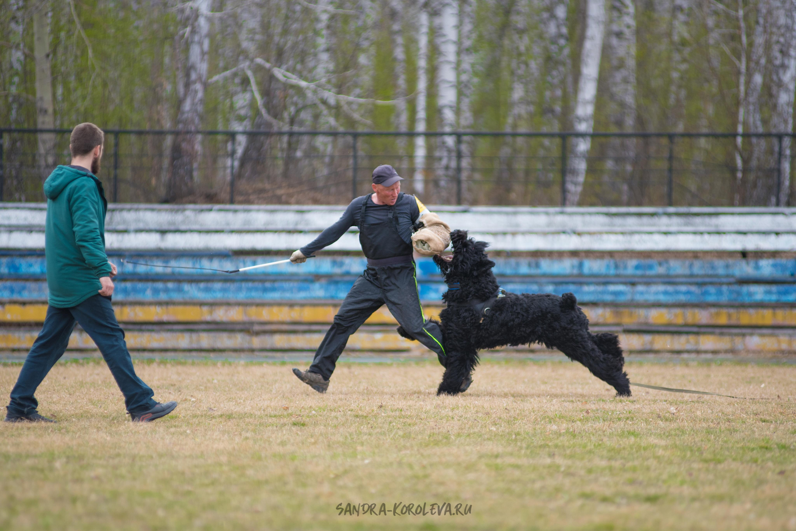 Тренинг с Сергеем Усковым май 2021 г.Тюмень. Дог-фотограф в Тюмени Александра Королева