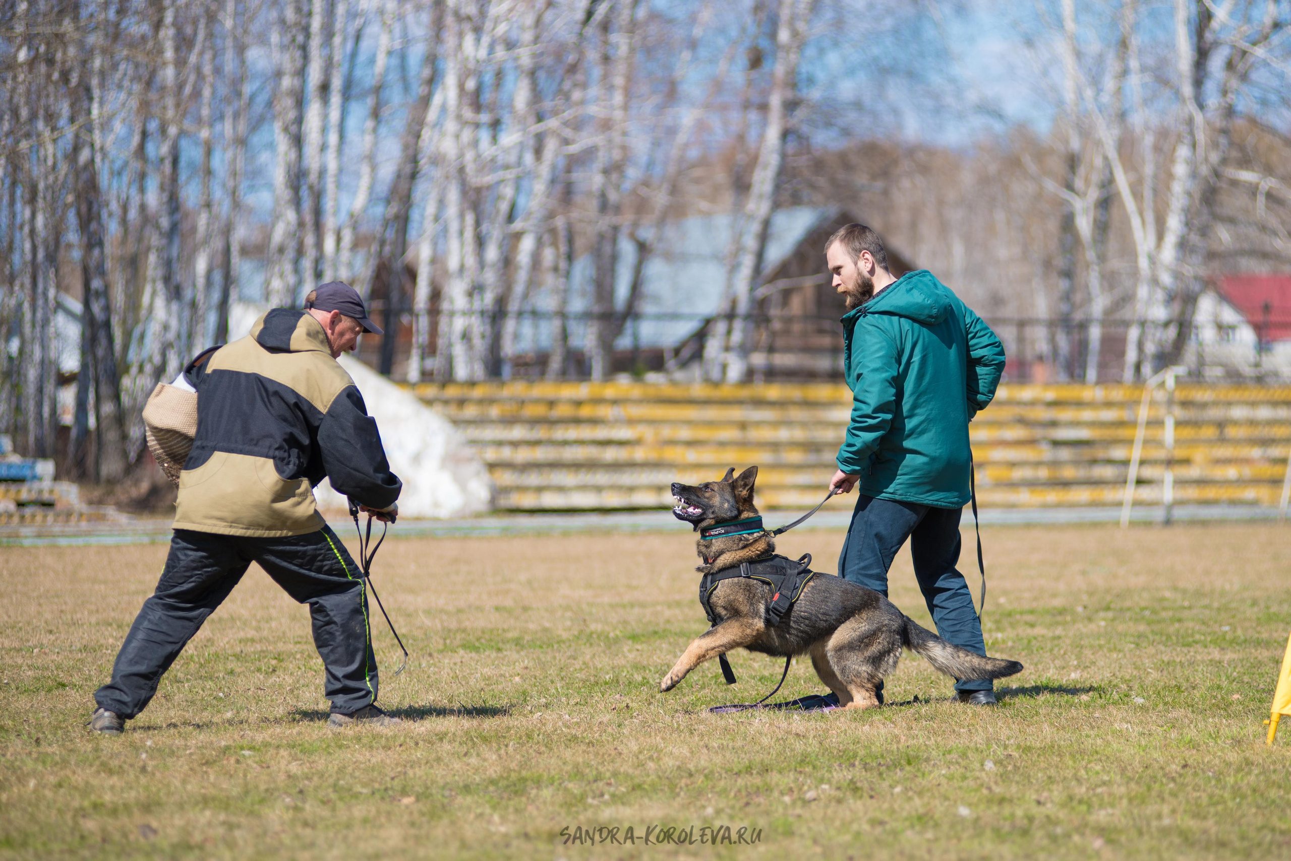 Тренинг с Сергеем Усковым май 2021 г.Тюмень. Дог-фотограф в Тюмени Александра Королева