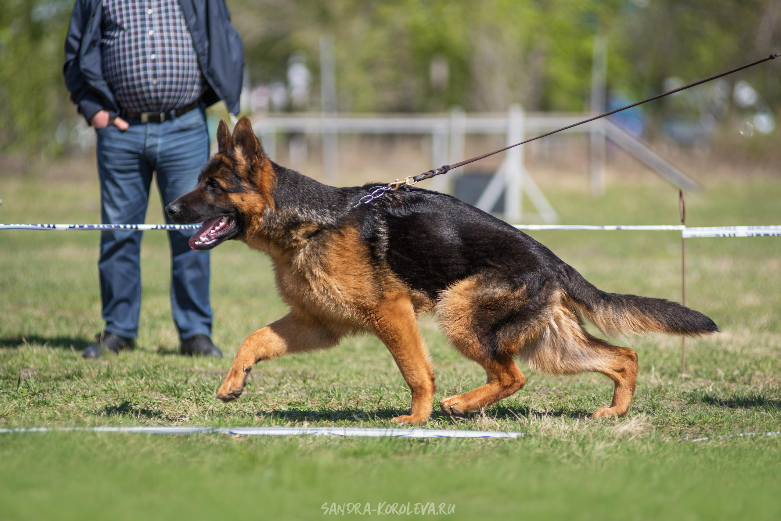 Монопородная выставка немецких овчарок 8 мая г. Челябинск. Дог-фотограф в Тюмени Александра Королева