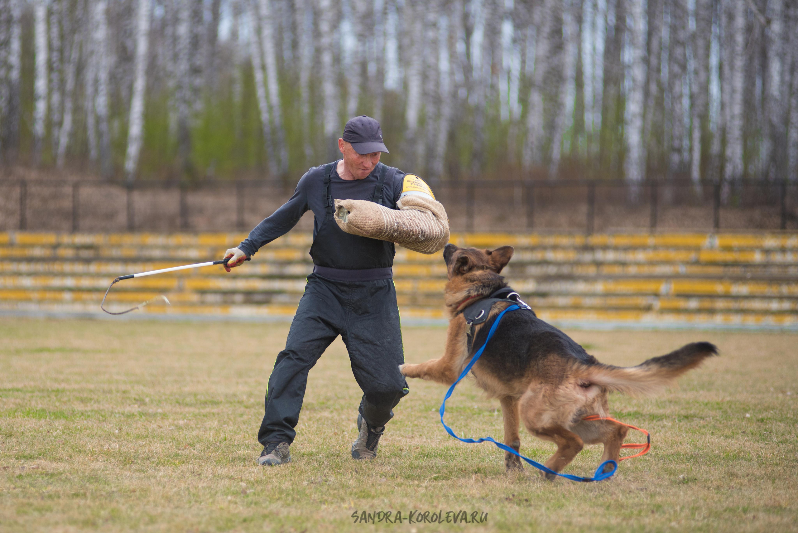 Тренинг с Сергеем Усковым май 2021 г.Тюмень. Дог-фотограф в Тюмени Александра Королева