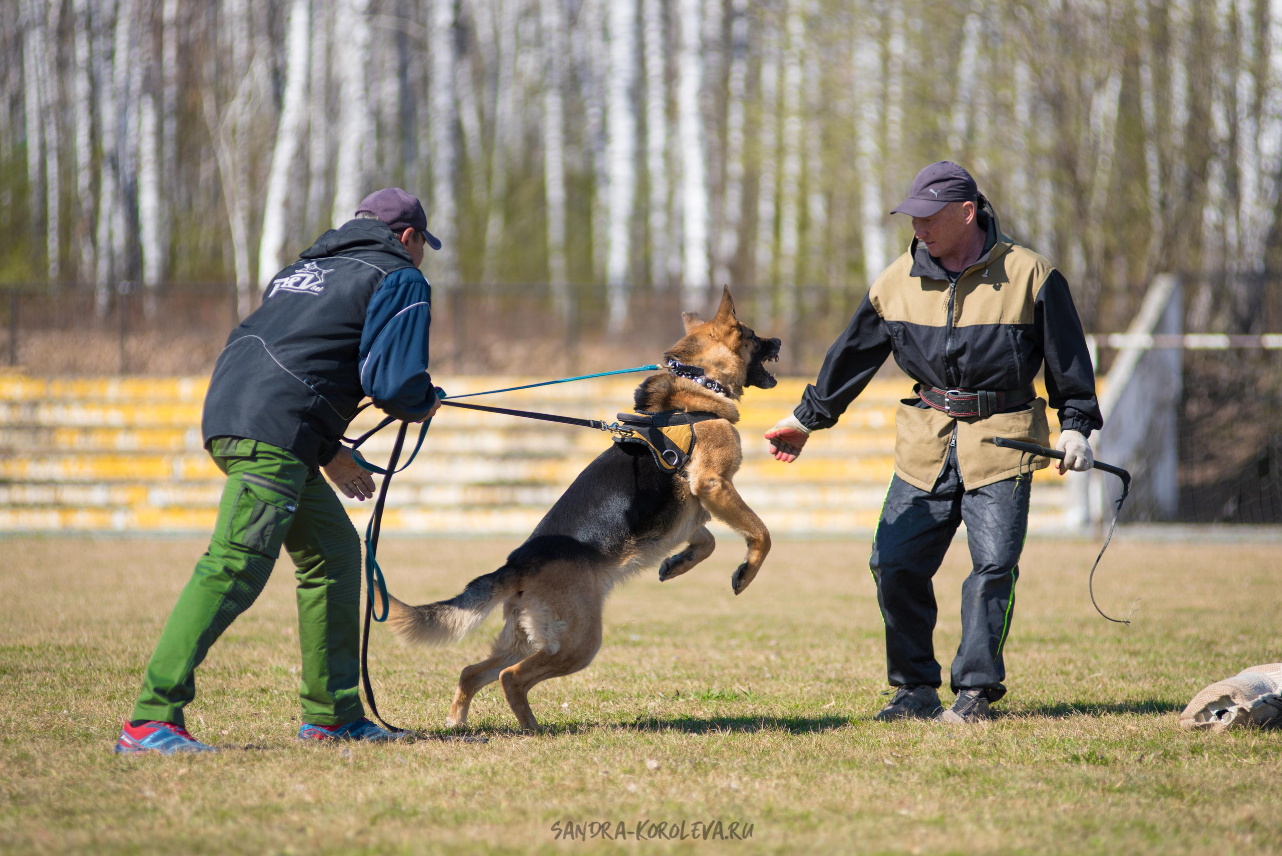 Тренинг с Сергеем Усковым май 2021 г.Тюмень. Дог-фотограф в Тюмени Александра Королева