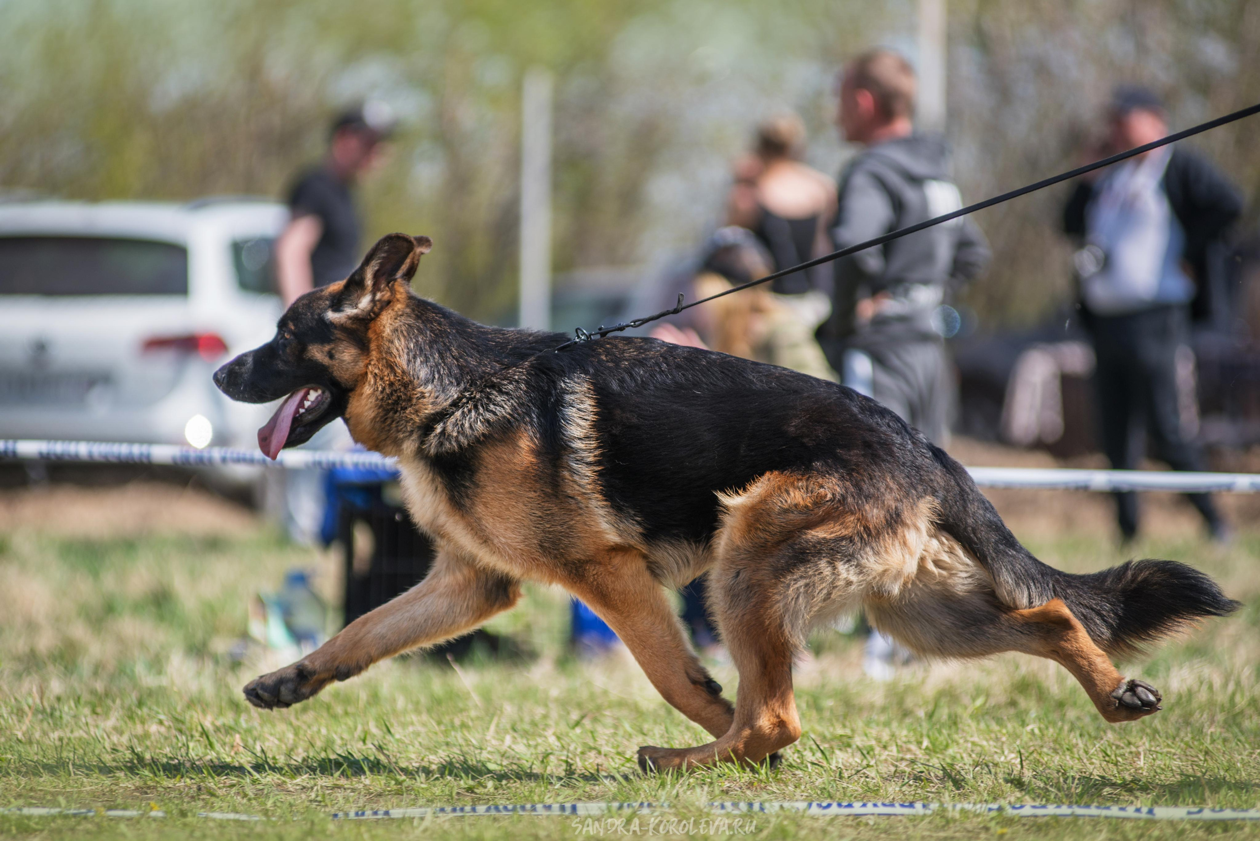 Монопородная выставка немецких овчарок 8 мая г. Челябинск. Дог-фотограф в Тюмени Александра Королева