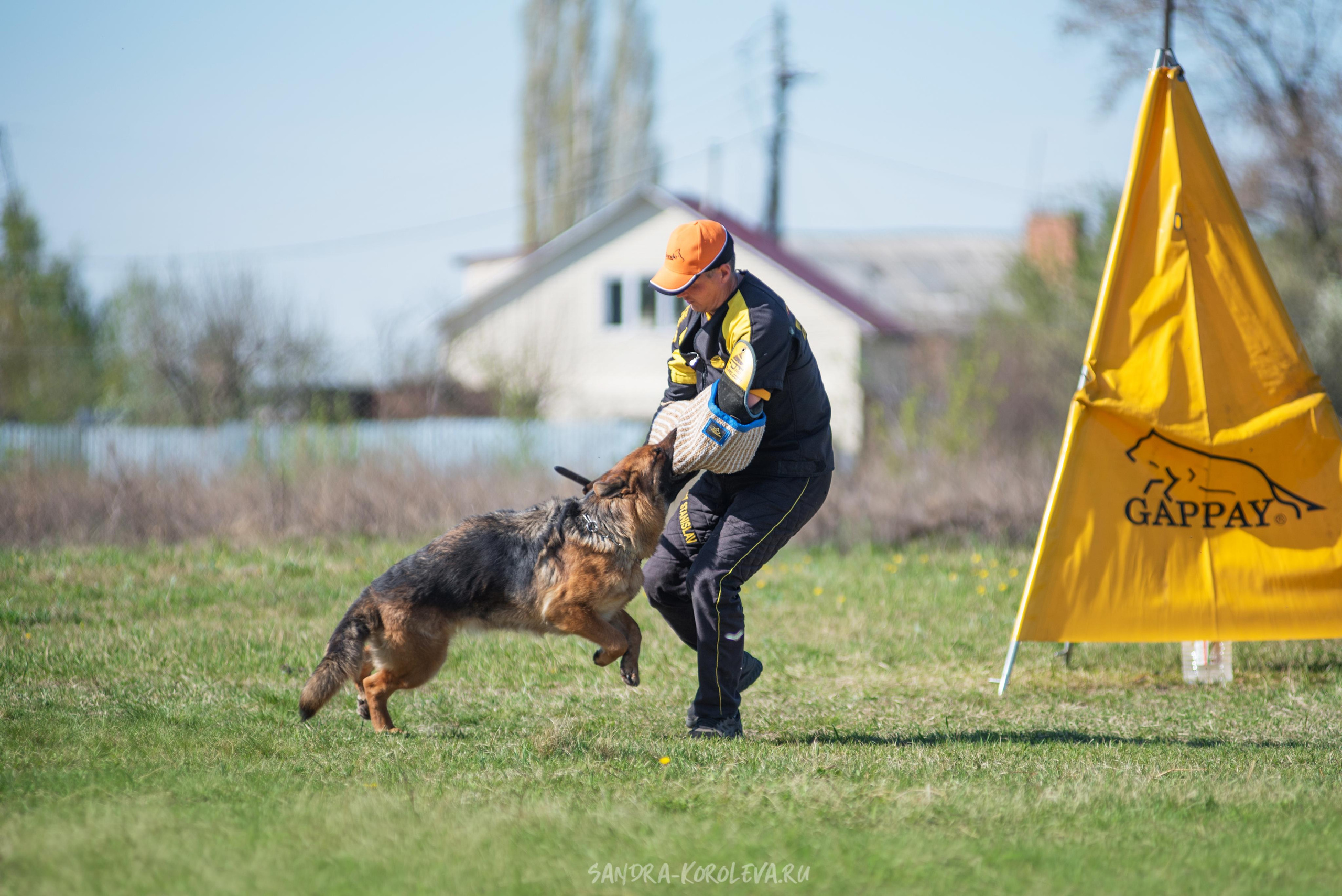 Монопородная выставка немецких овчарок 8 мая г. Челябинск. Дог-фотограф в Тюмени Александра Королева