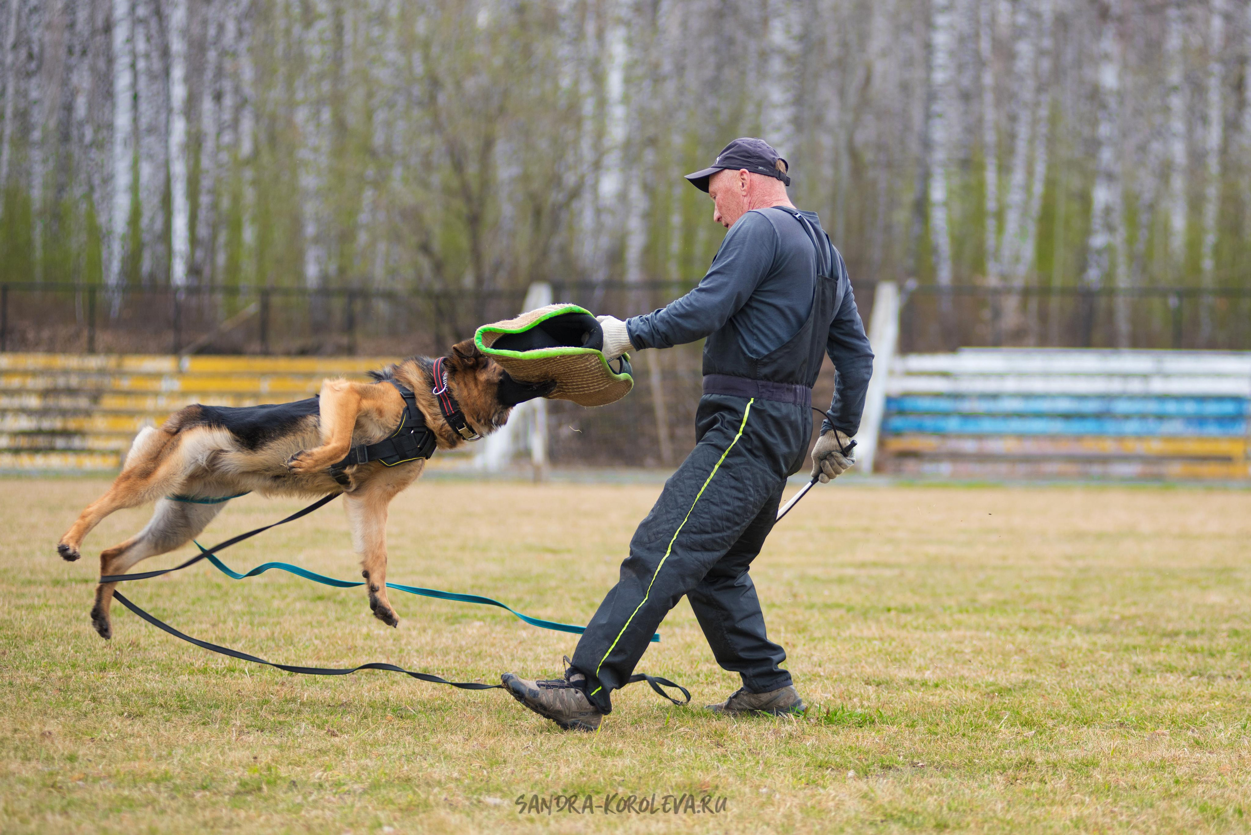 Тренинг с Сергеем Усковым май 2021 г.Тюмень. Дог-фотограф в Тюмени Александра Королева