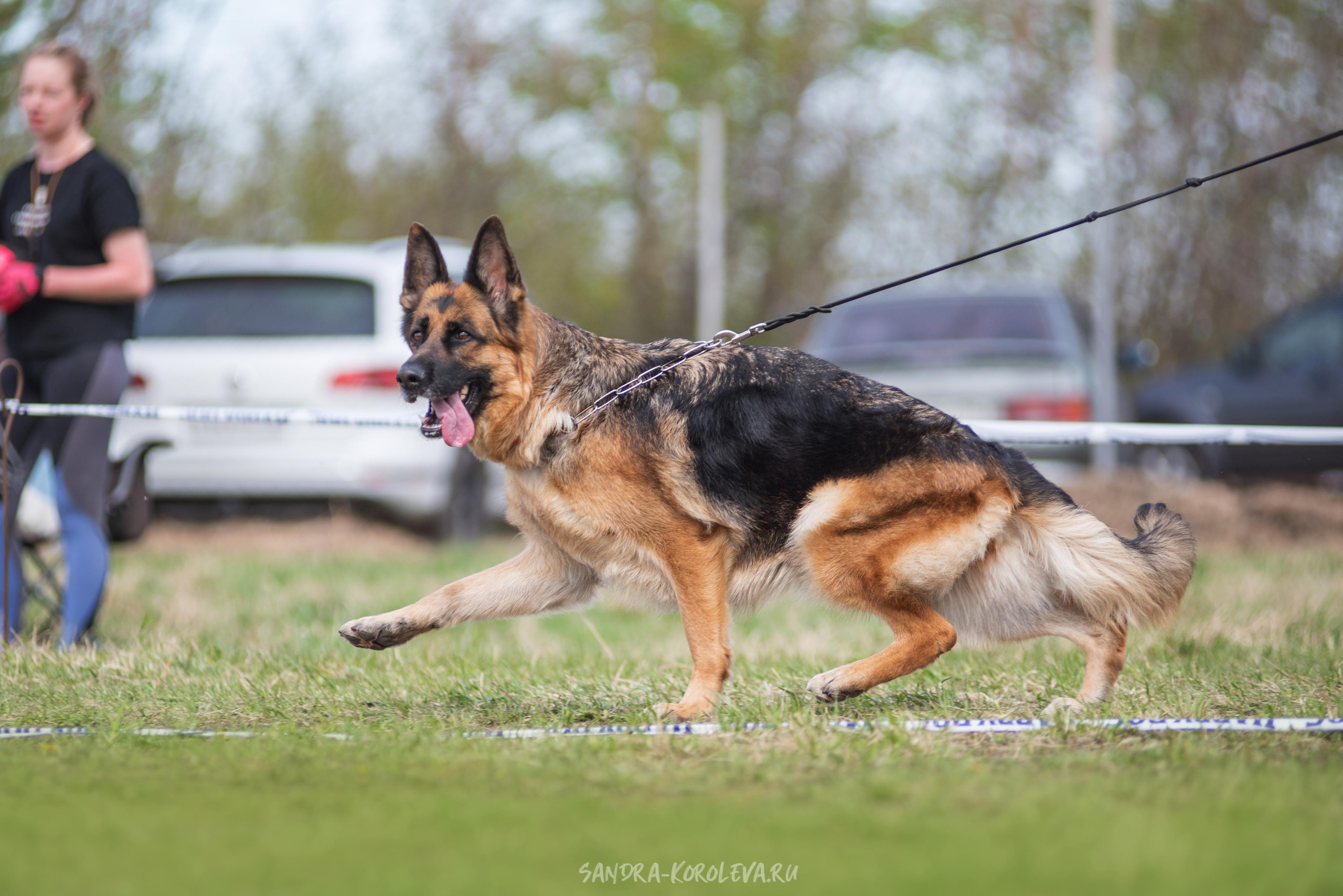 Монопородная выставка немецких овчарок 8 мая г. Челябинск. Дог-фотограф в Тюмени Александра Королева