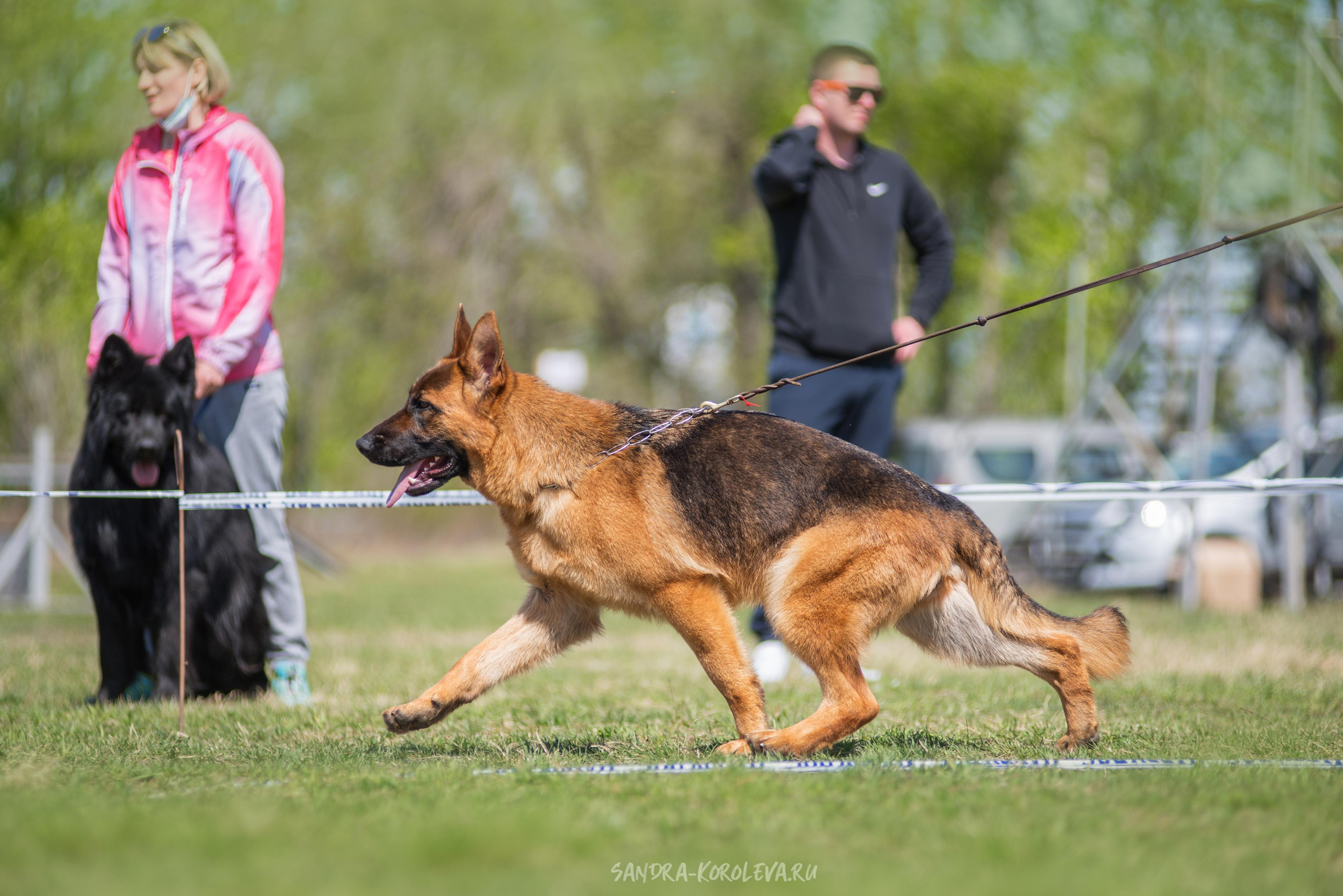 Монопородная выставка немецких овчарок 8 мая г. Челябинск. Дог-фотограф в Тюмени Александра Королева