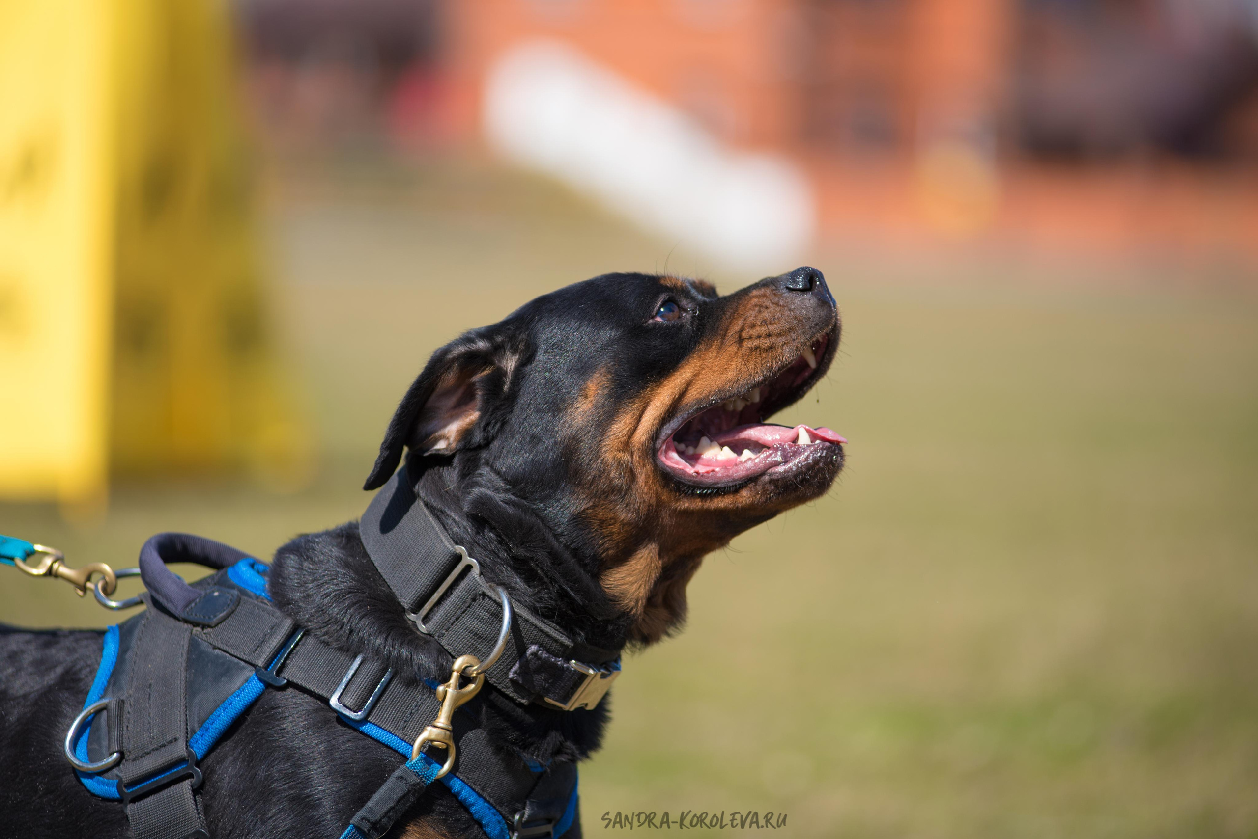 Тренинг с Сергеем Усковым май 2021 г.Тюмень. Дог-фотограф в Тюмени Александра Королева