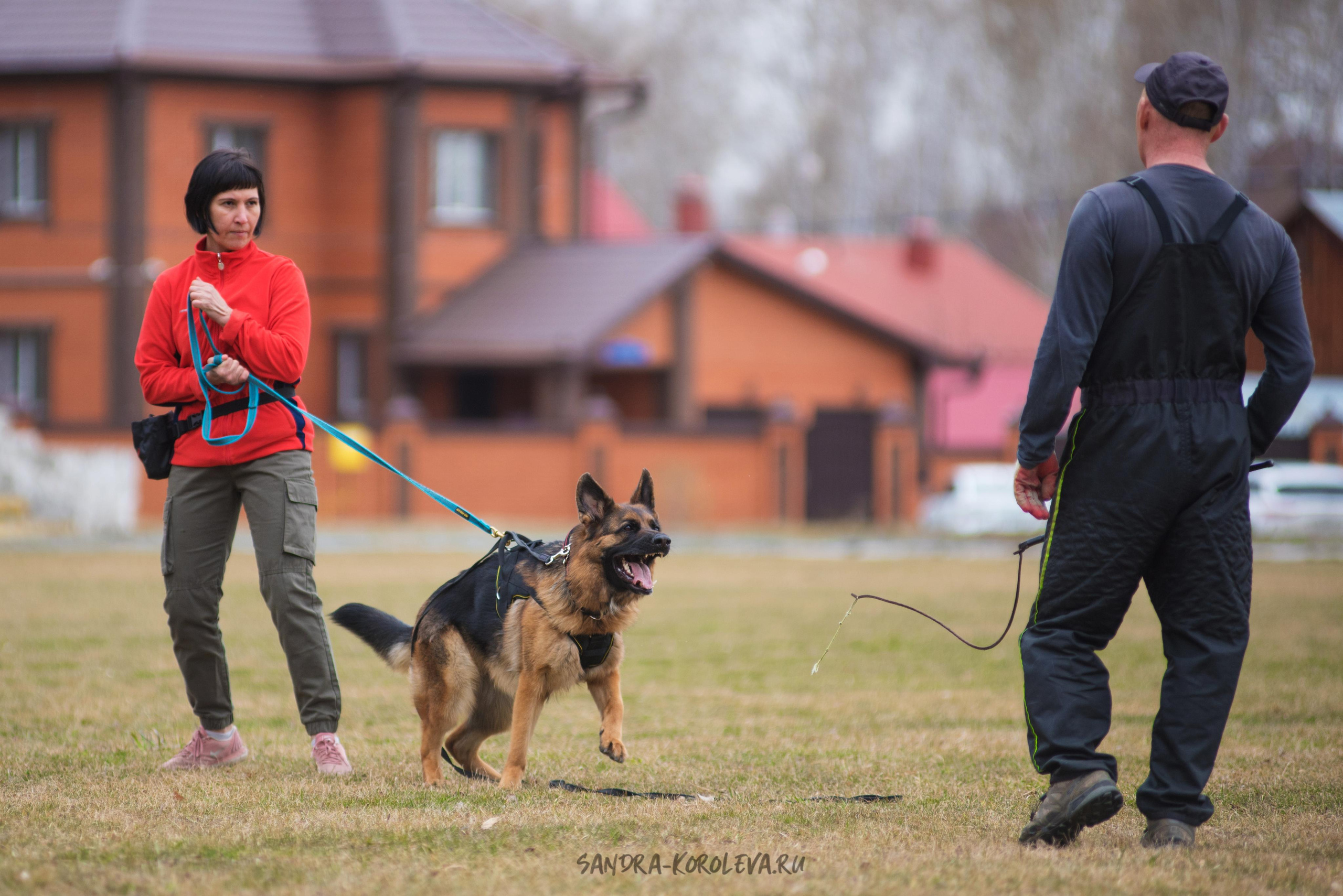 Тренинг с Сергеем Усковым май 2021 г.Тюмень. Дог-фотограф в Тюмени Александра Королева