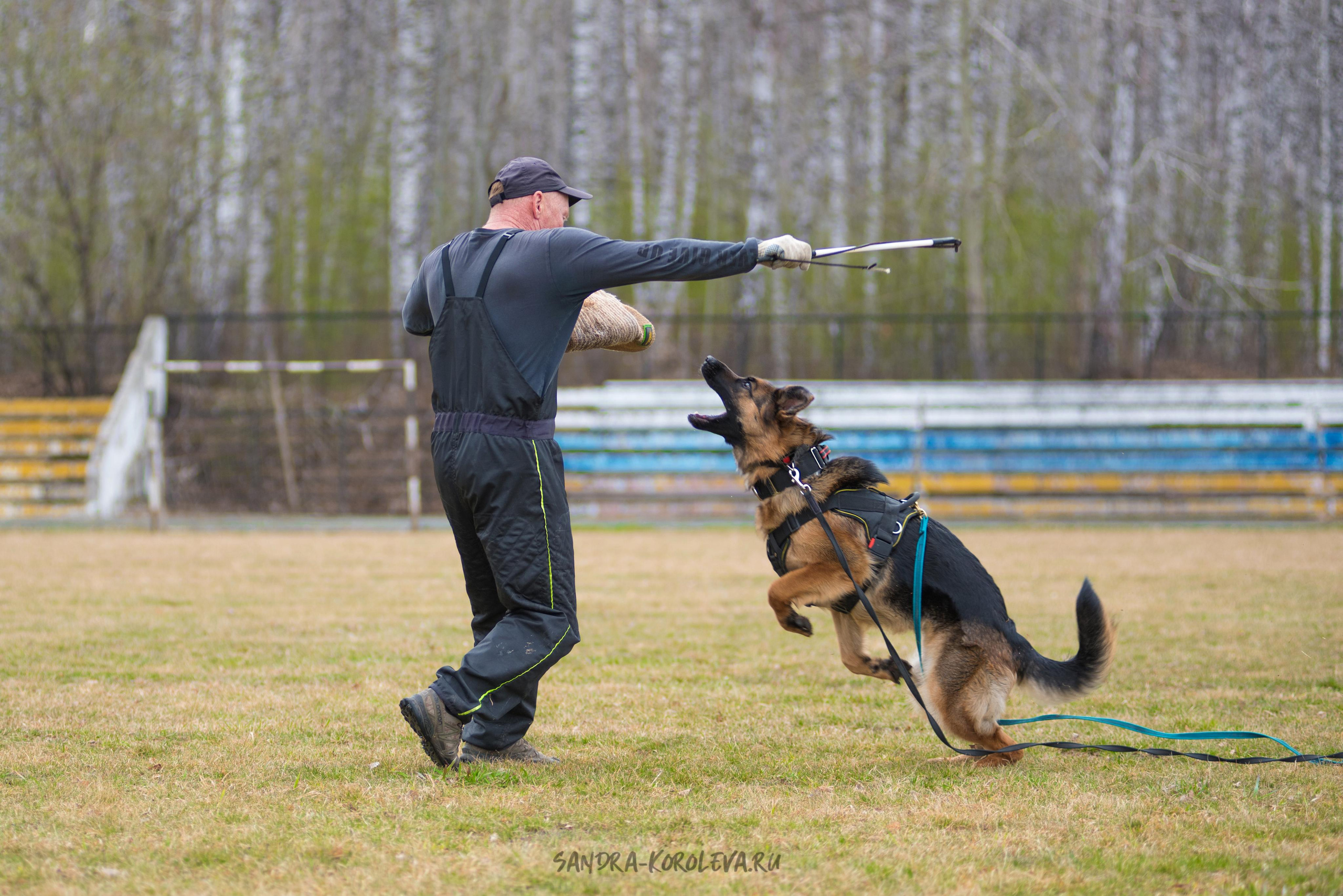Тренинг с Сергеем Усковым май 2021 г.Тюмень. Дог-фотограф в Тюмени Александра Королева