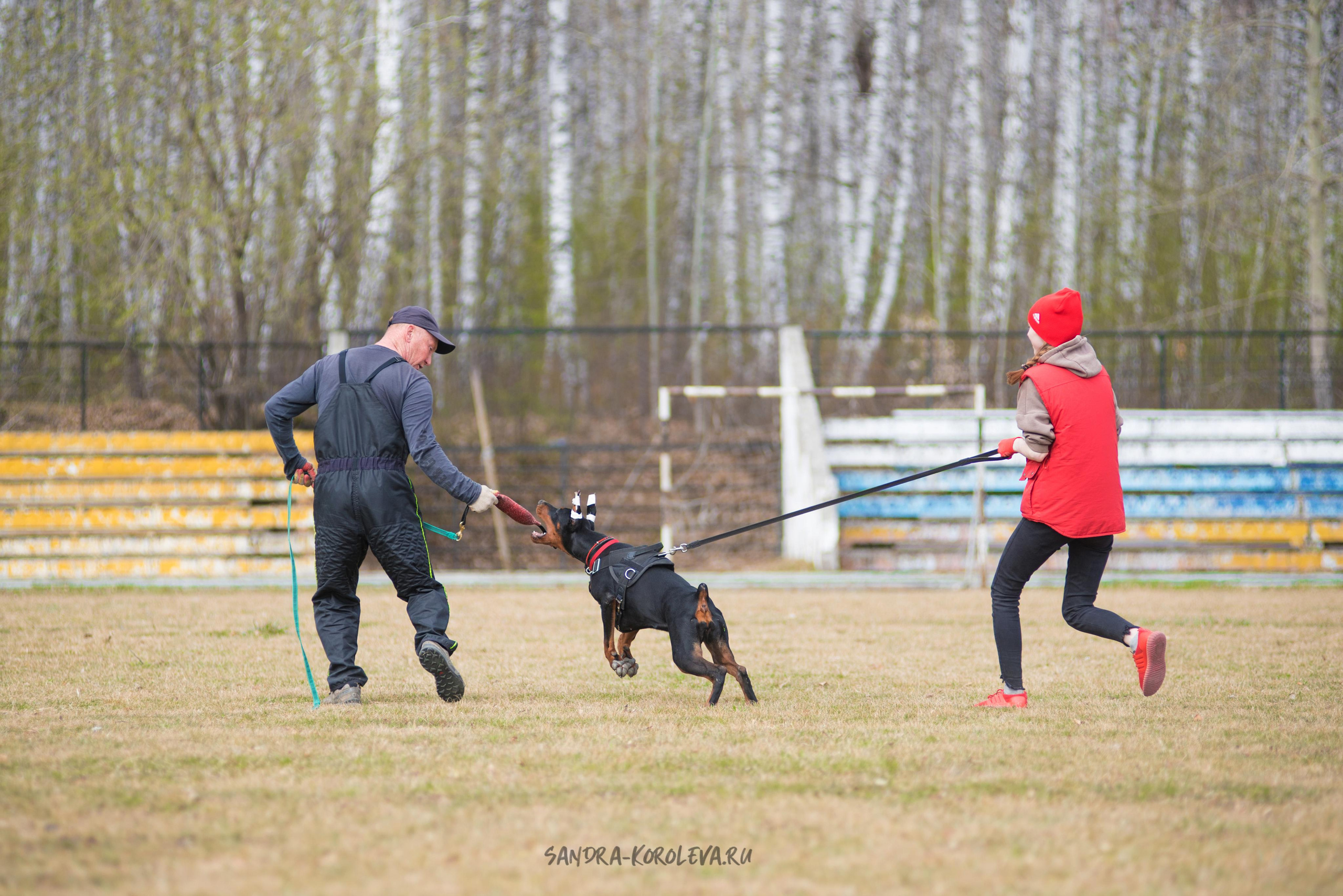 Тренинг с Сергеем Усковым май 2021 г.Тюмень. Дог-фотограф в Тюмени Александра Королева