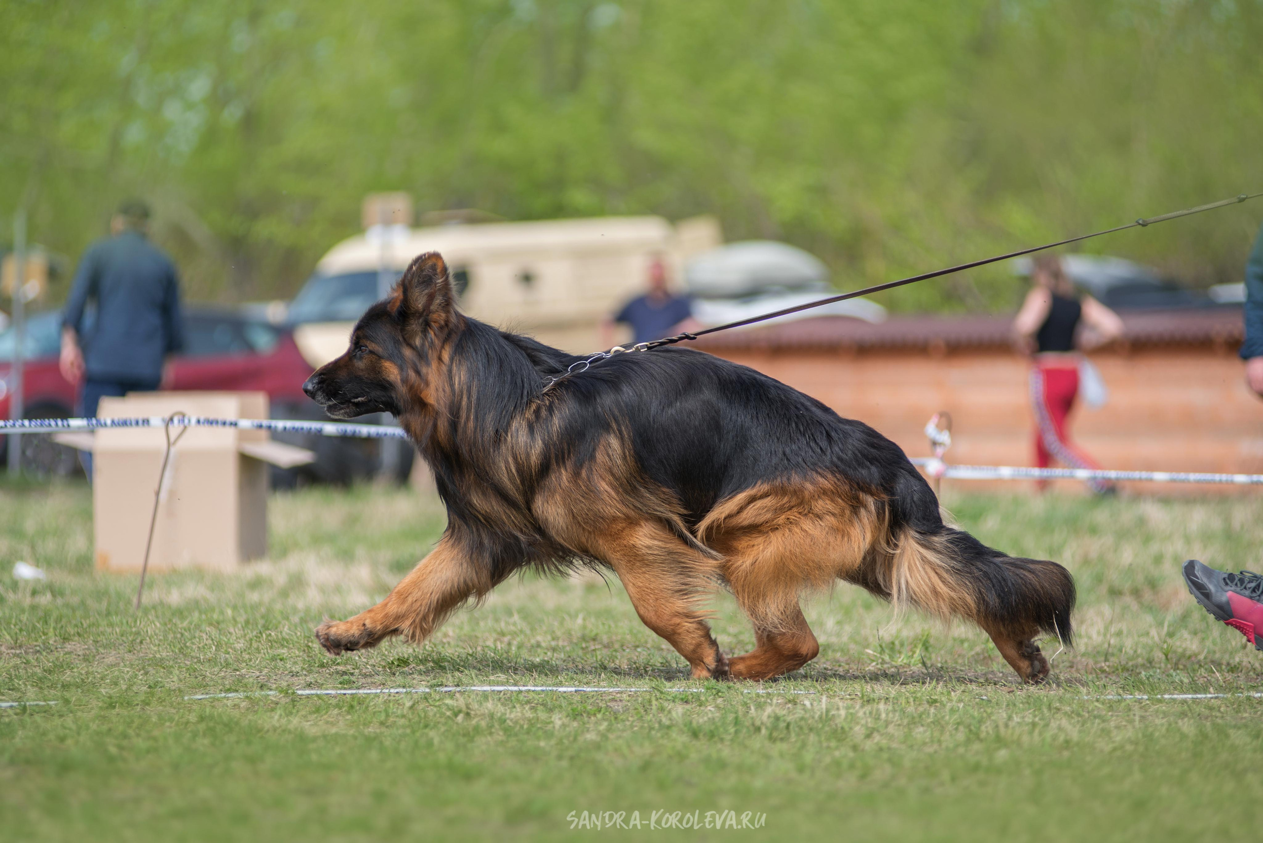Монопородная выставка немецких овчарок 8 мая г. Челябинск. Дог-фотограф в Тюмени Александра Королева
